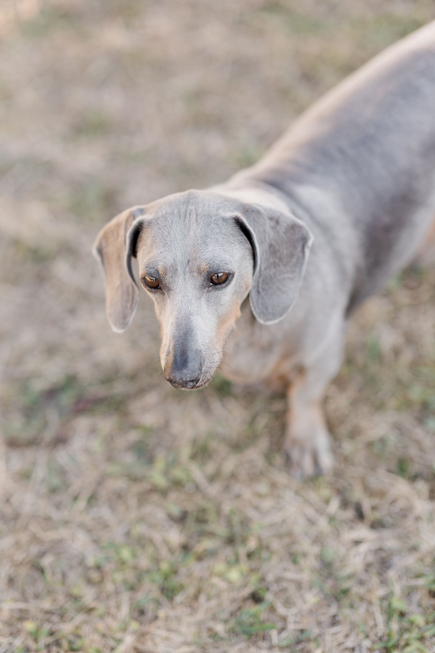 A gray dachshund with floppy ears and a long snout looks intently at something in the distance on dry grass.