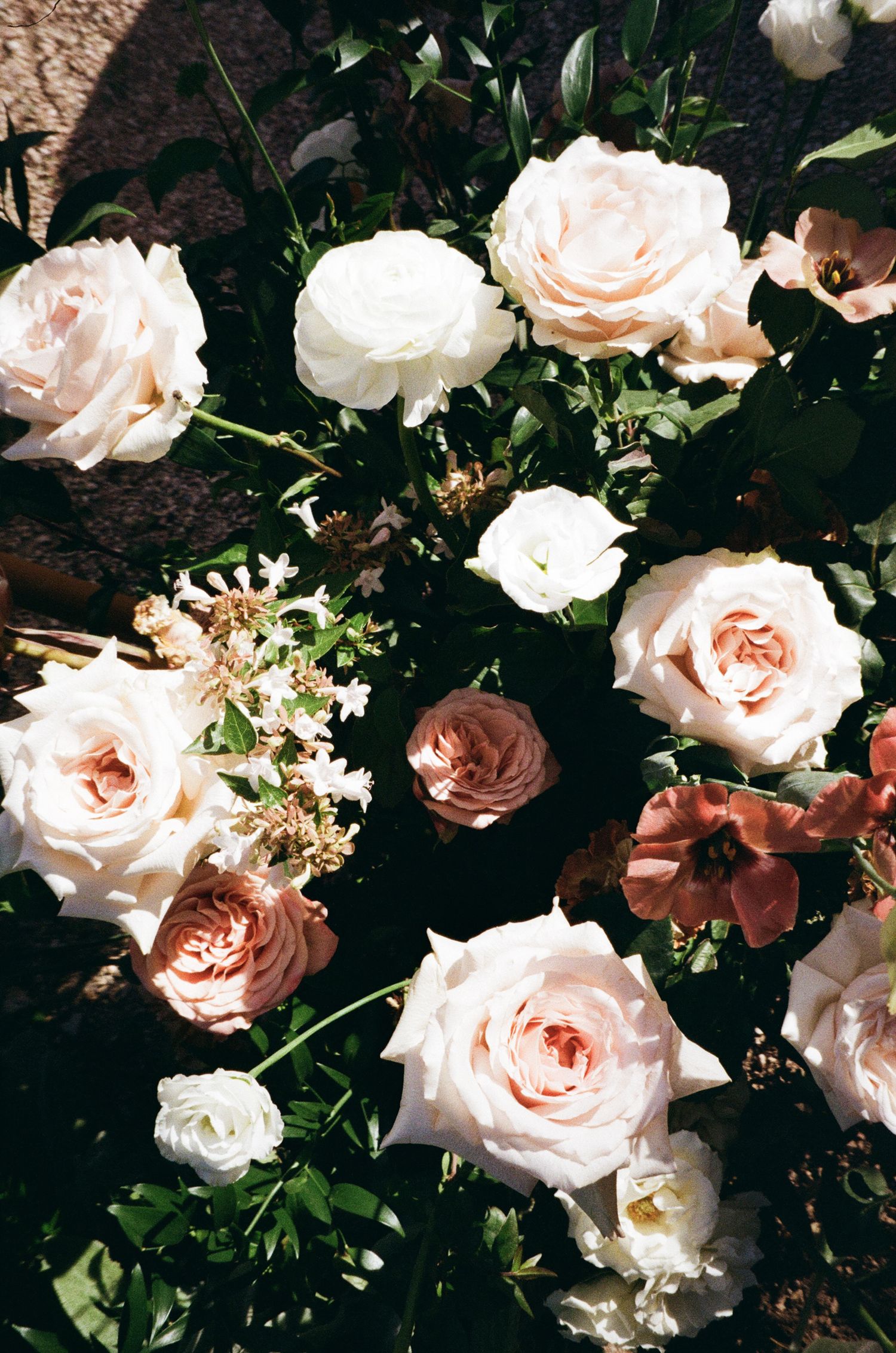 Delicate pink and white roses bloom in a lush garden setting against dark foliage.