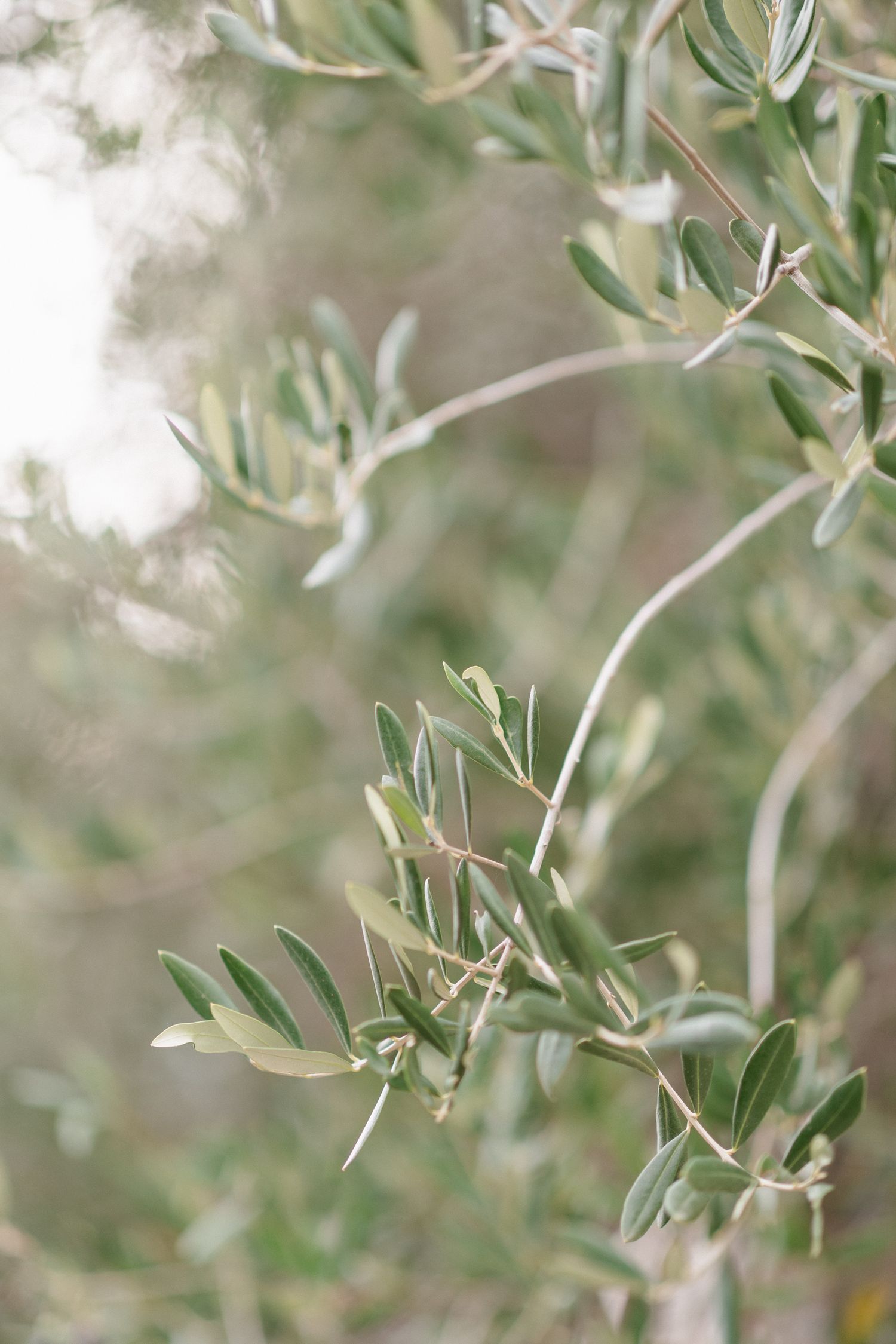 Close-up of delicate olive tree branches with silvery-green leaves against a soft blurred background.