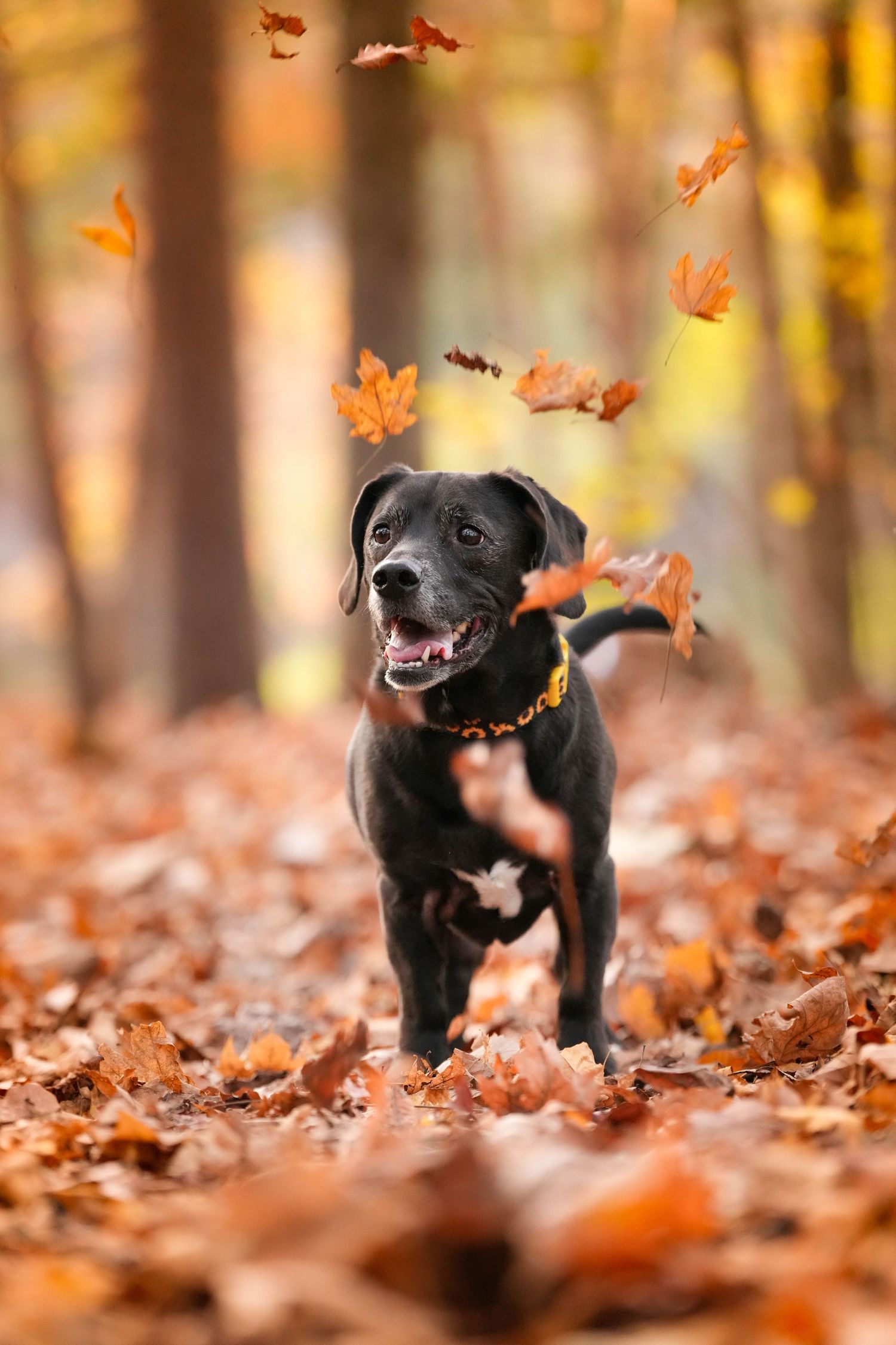 Katie Ziegler Photography. Huntsville, Alabama. Pet Photographer.  green mountain, Madison county nature trail, fall weather, failing leafs