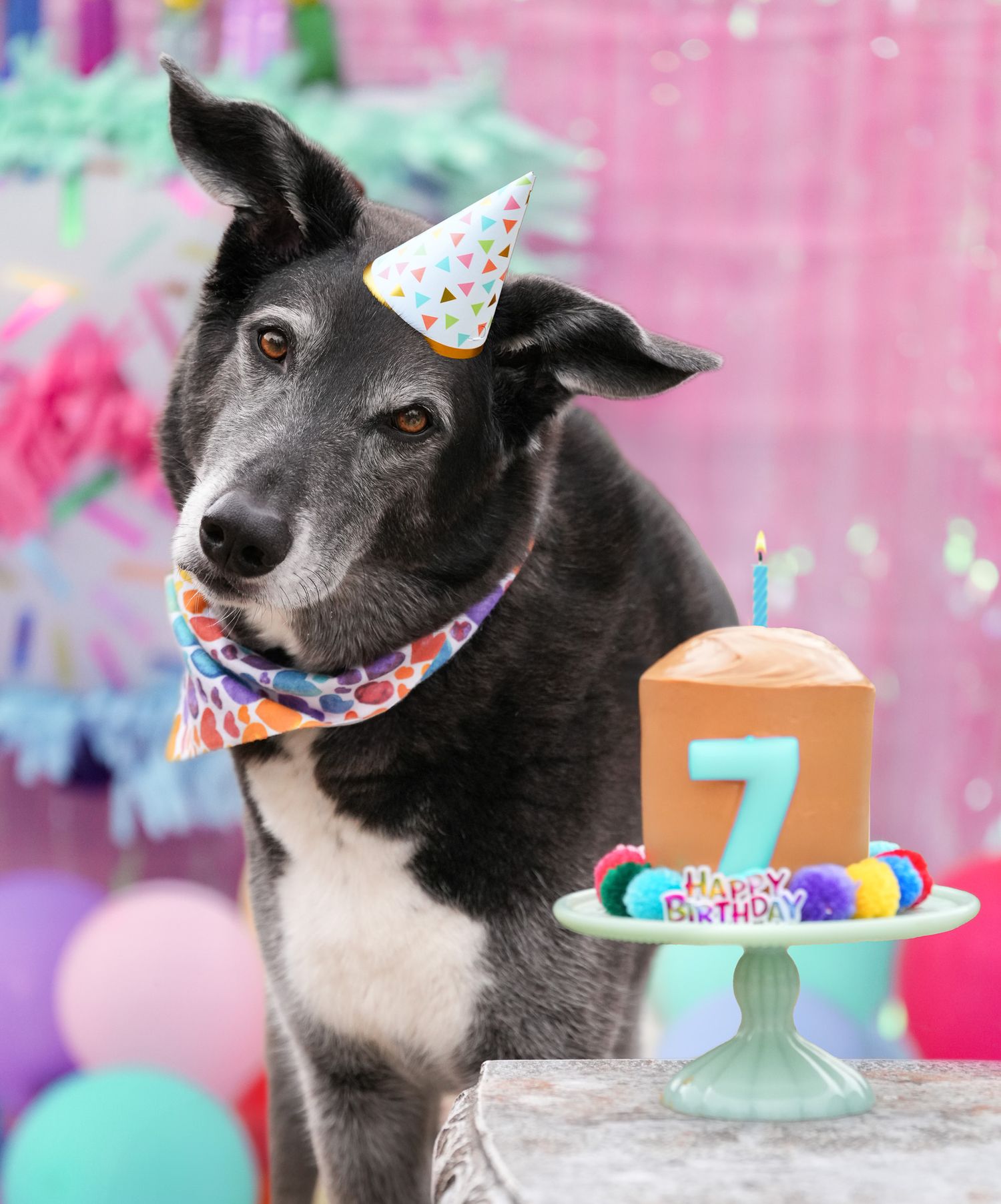 Katie Ziegler Photography. Huntsville, Alabama. Pet Photographer. birthday pawty, dog birthday