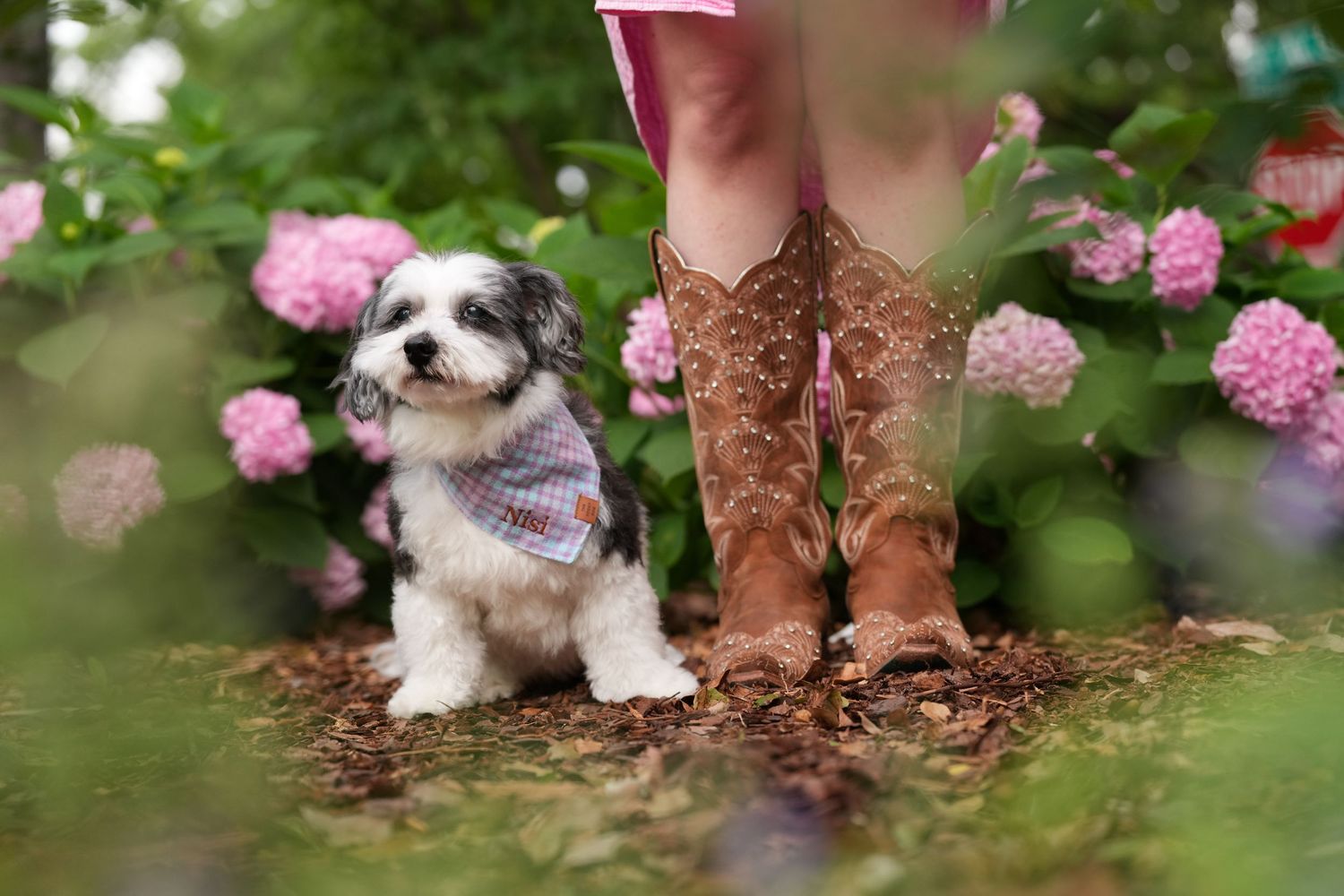 Katie Ziegler Photography. Huntsville, Alabama. Pet Photographer. decatur al rose garden