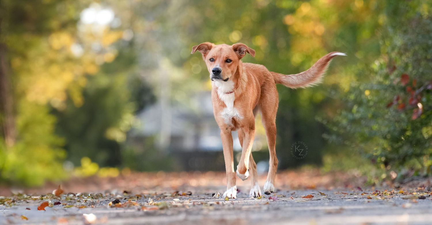 Katie Ziegler Photography. Huntsville, Alabama. Pet Photographer. Supporting local rescues and shelters. Homeless pet Photographer.