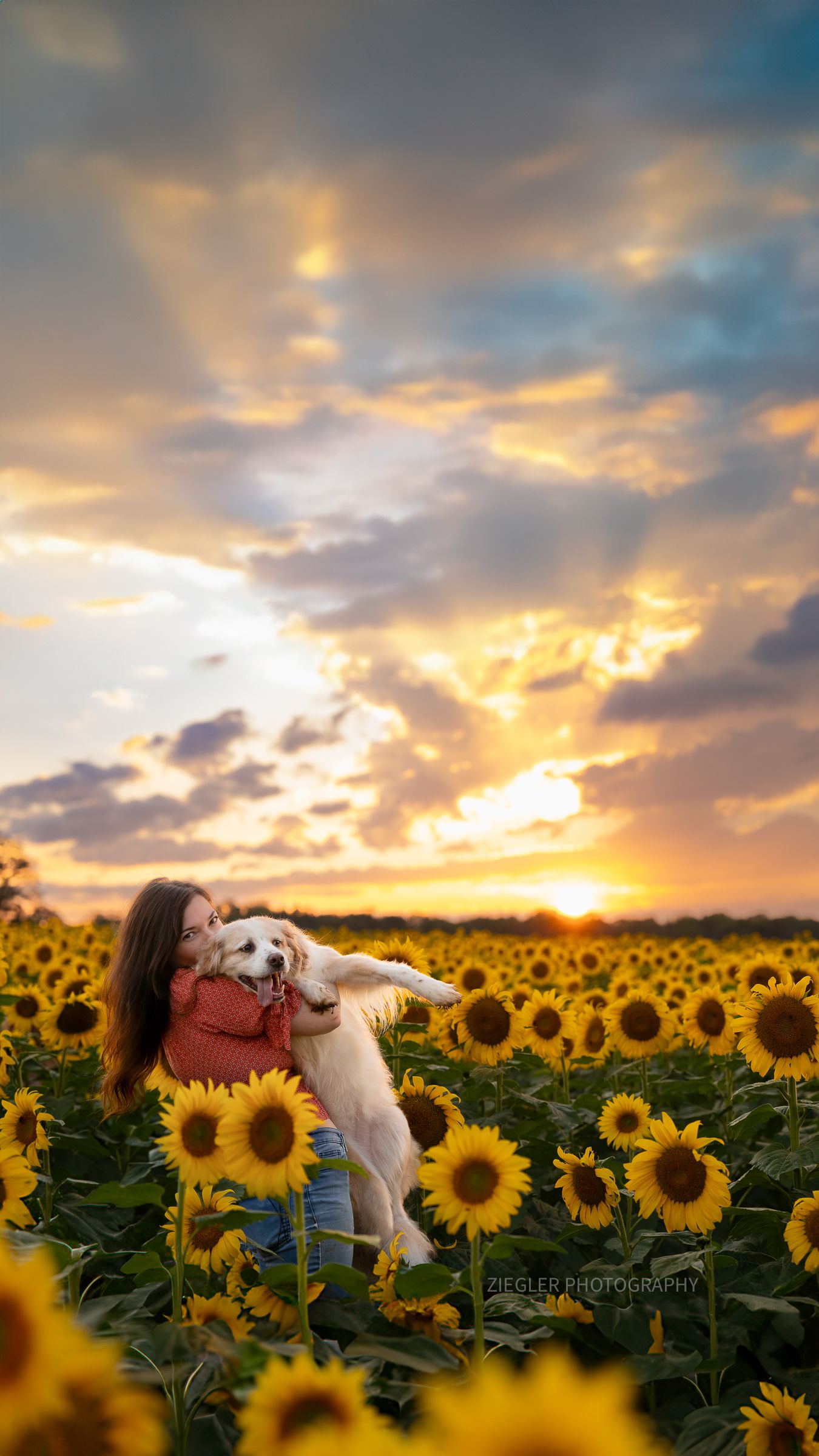 Katie Ziegler Photography. Huntsville, Alabama. Pet Photographer. sunflower field Pet Portraits