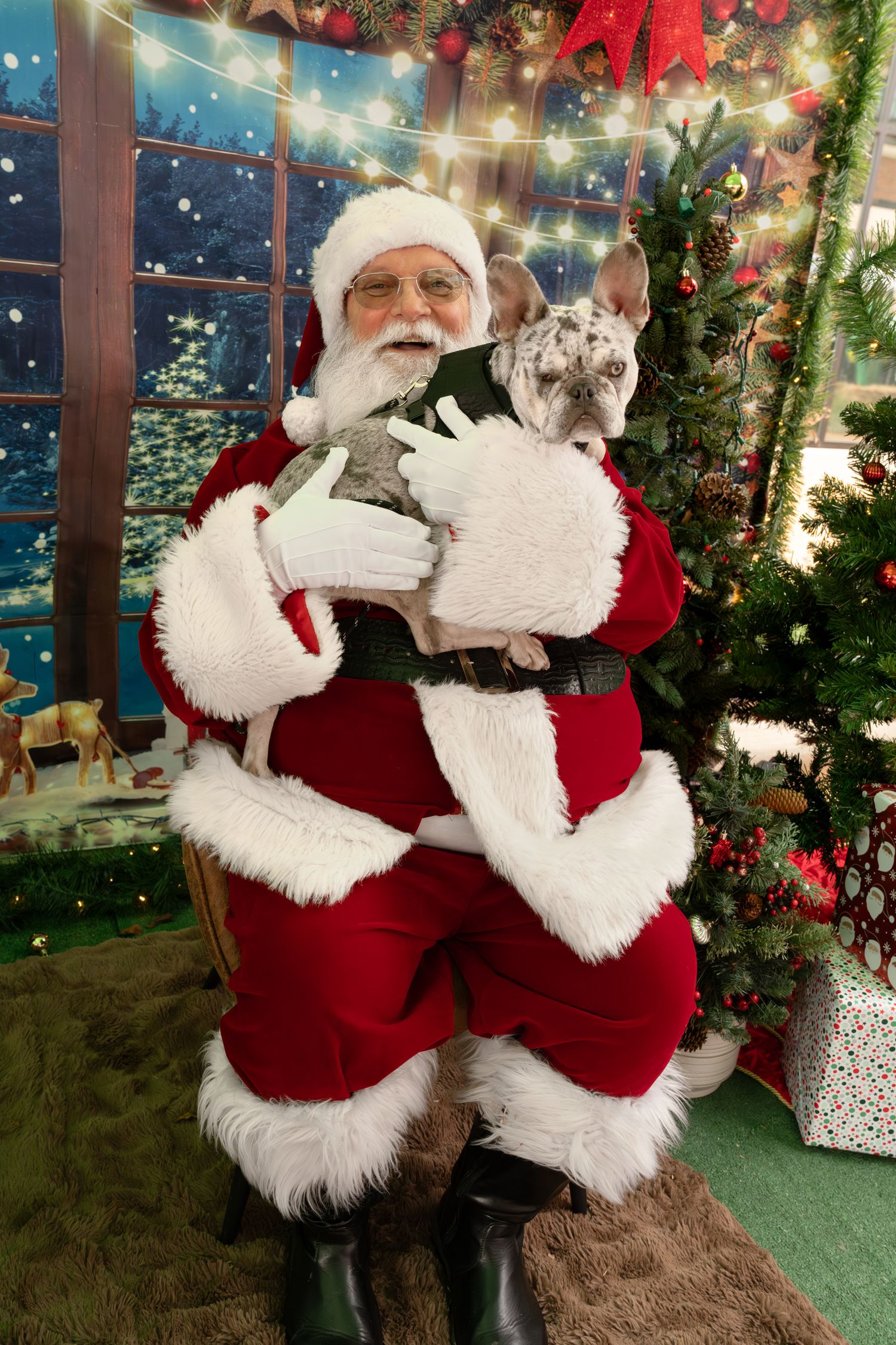 Pet Photos with Santa, Katie Ziegler Photography, a dog came to see Santa, Huntsville, AL, Midcity District