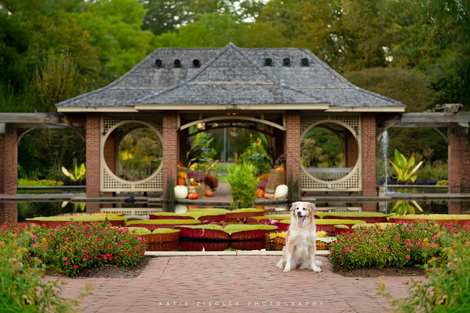 Katie Ziegler Photography. Huntsville, Alabama. Pet Photographer. downtown Huntsville, botanical gardens