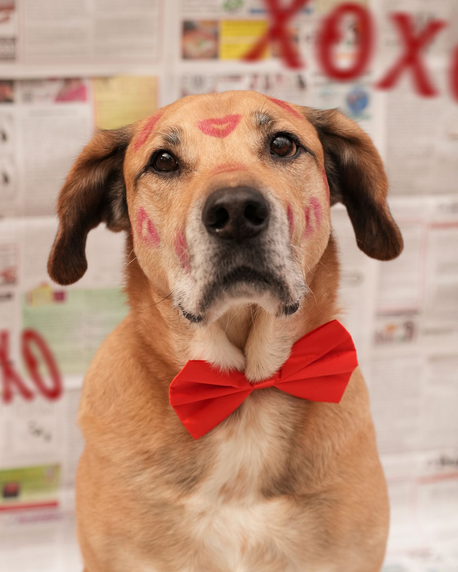 Katie Ziegler Photography. Huntsville, Alabama. Pet Photographer. Valentine's Day Pet Portraits