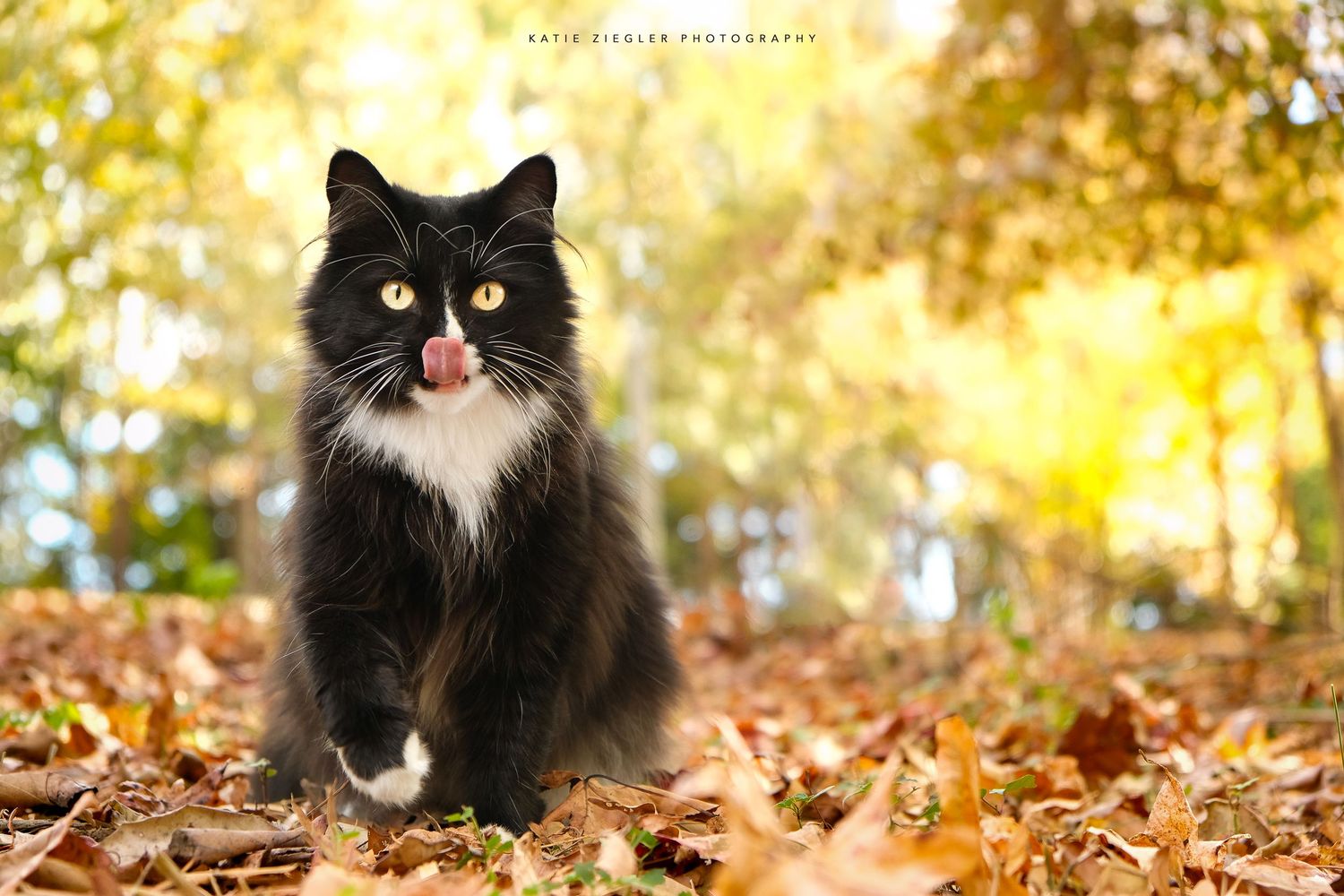 Katie Ziegler Photography. Huntsville, Alabama. Pet Photographer. fall pet portraits, cat photographer