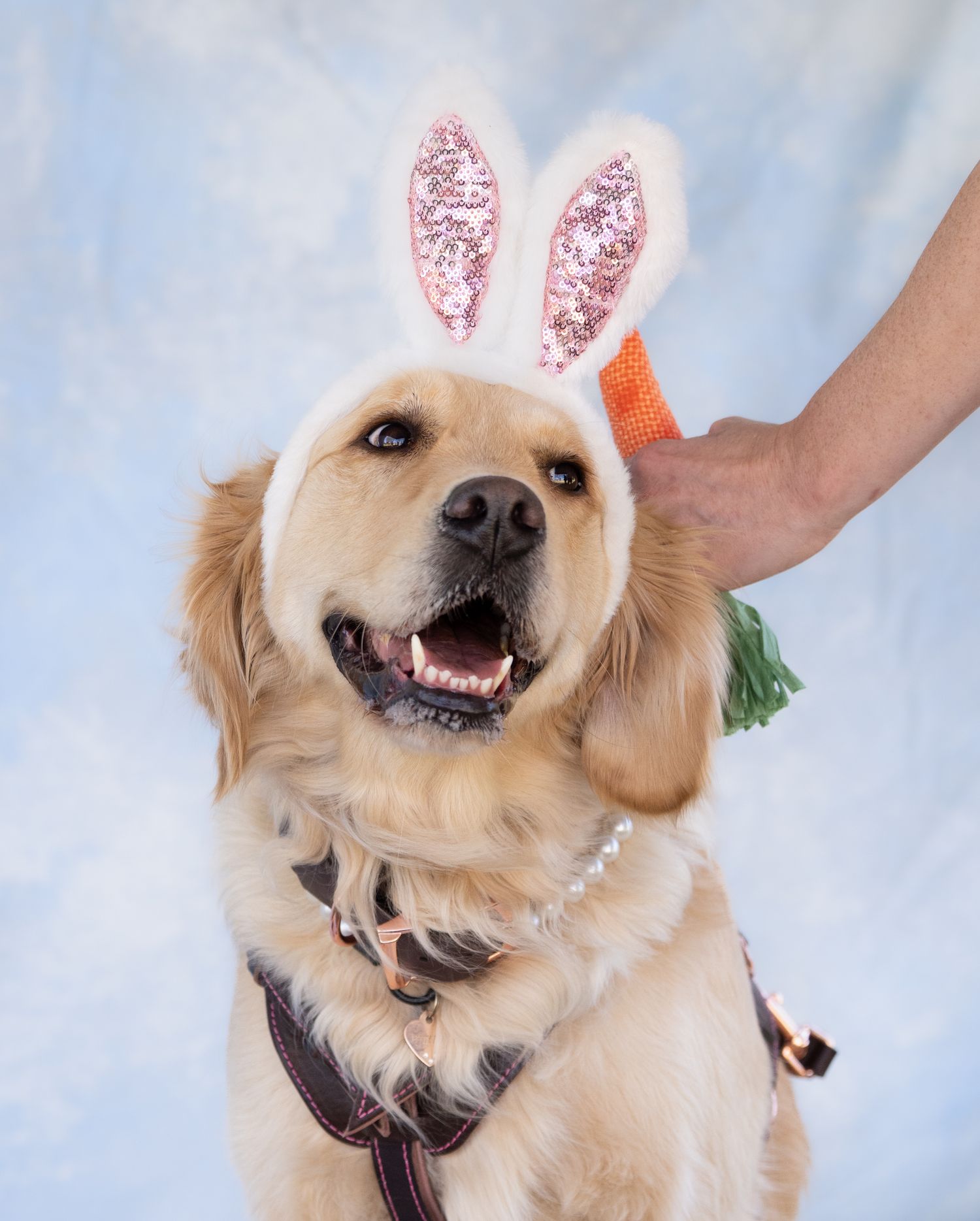 Katie Ziegler Photography. Huntsville, Alabama. Pet Photographer.