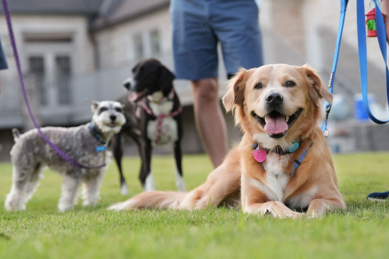 Katie Ziegler Photography. Huntsville, Alabama. Pet Photographer.