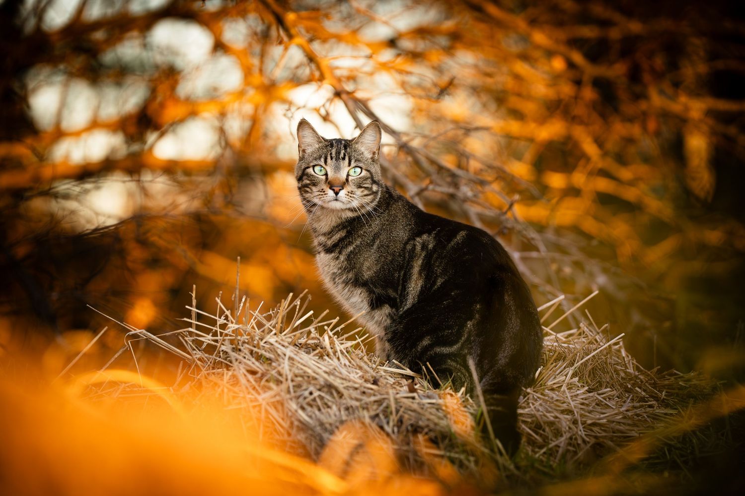 Katie Ziegler Photography. Huntsville, Alabama. Pet Photographer. Cat photography