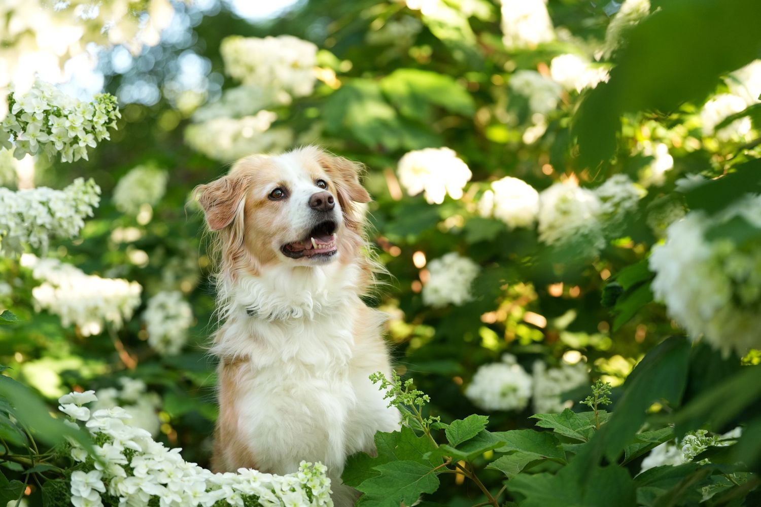 Katie Ziegler Photography. Huntsville, Alabama. Pet Photographer. Decatur Alabama, Delano Park, Rose Garden.