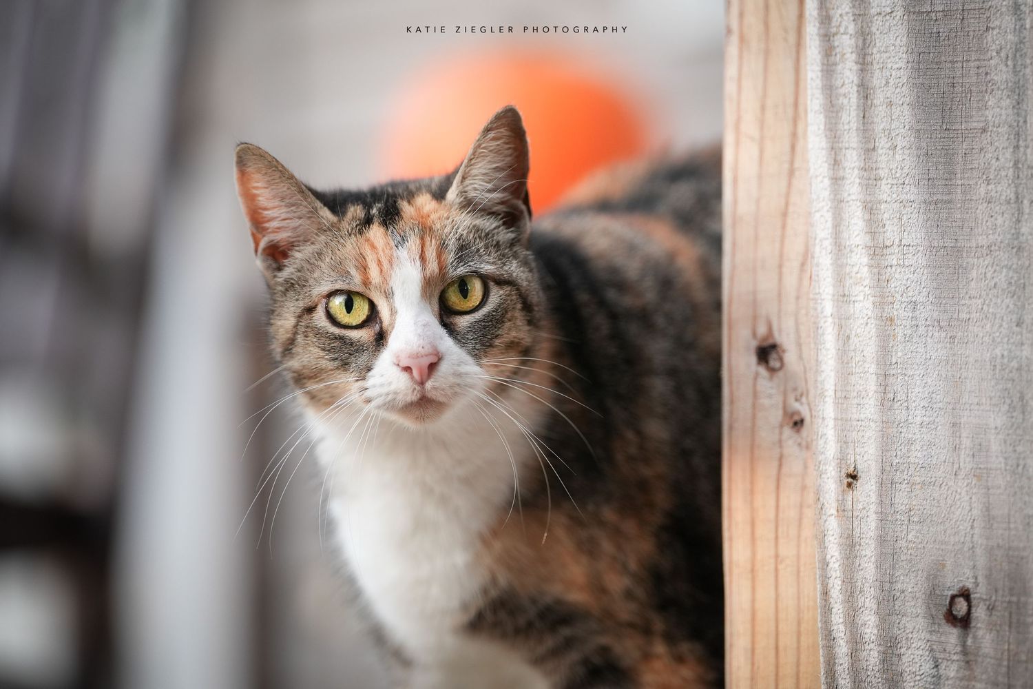 Katie Ziegler Photography. Huntsville, Alabama. Pet Photographer. fall pet portraits, cat photographer