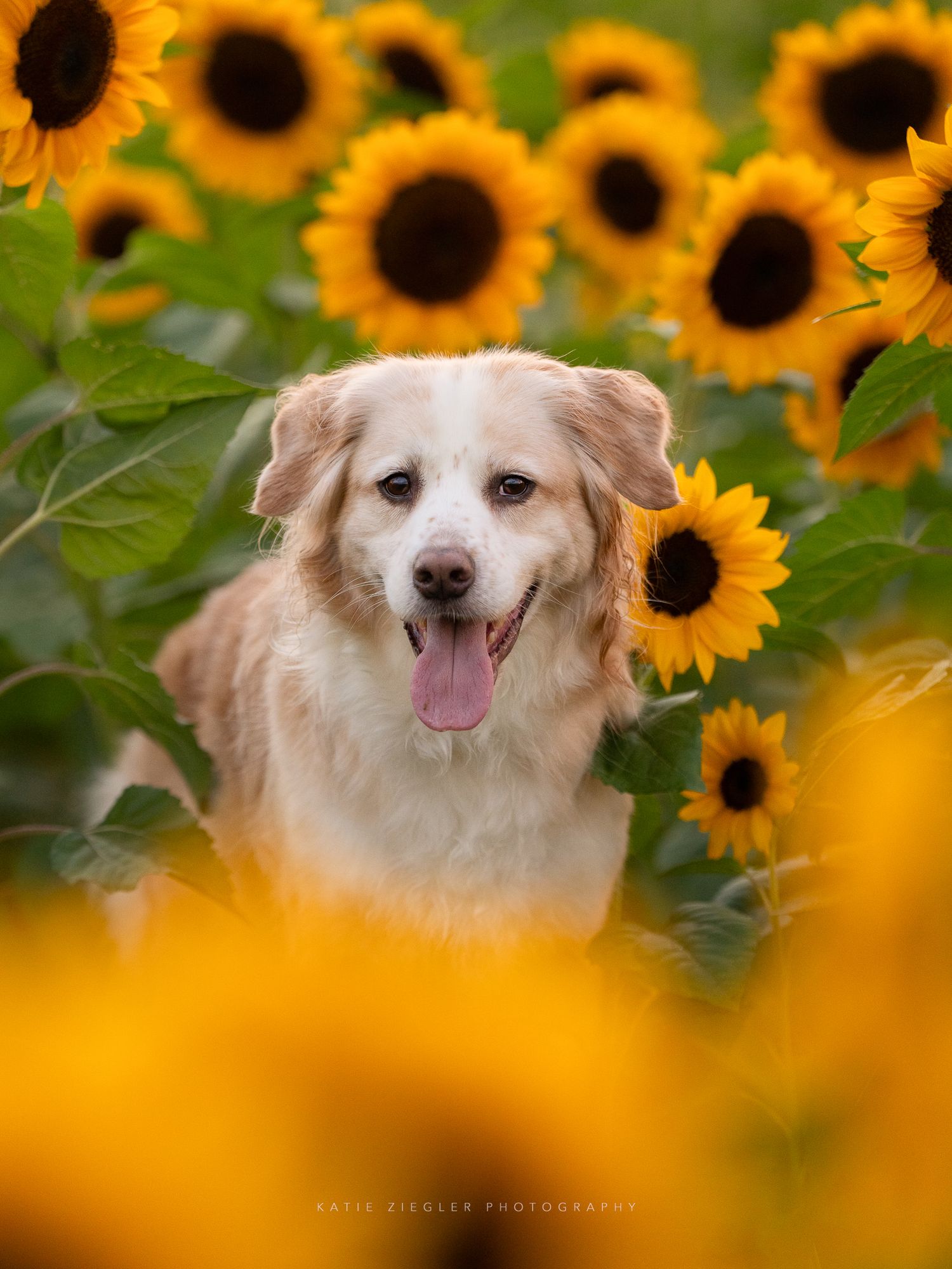 Katie Ziegler Photography. Huntsville, Alabama. Pet Photographer. sunflower field Pet Portraits