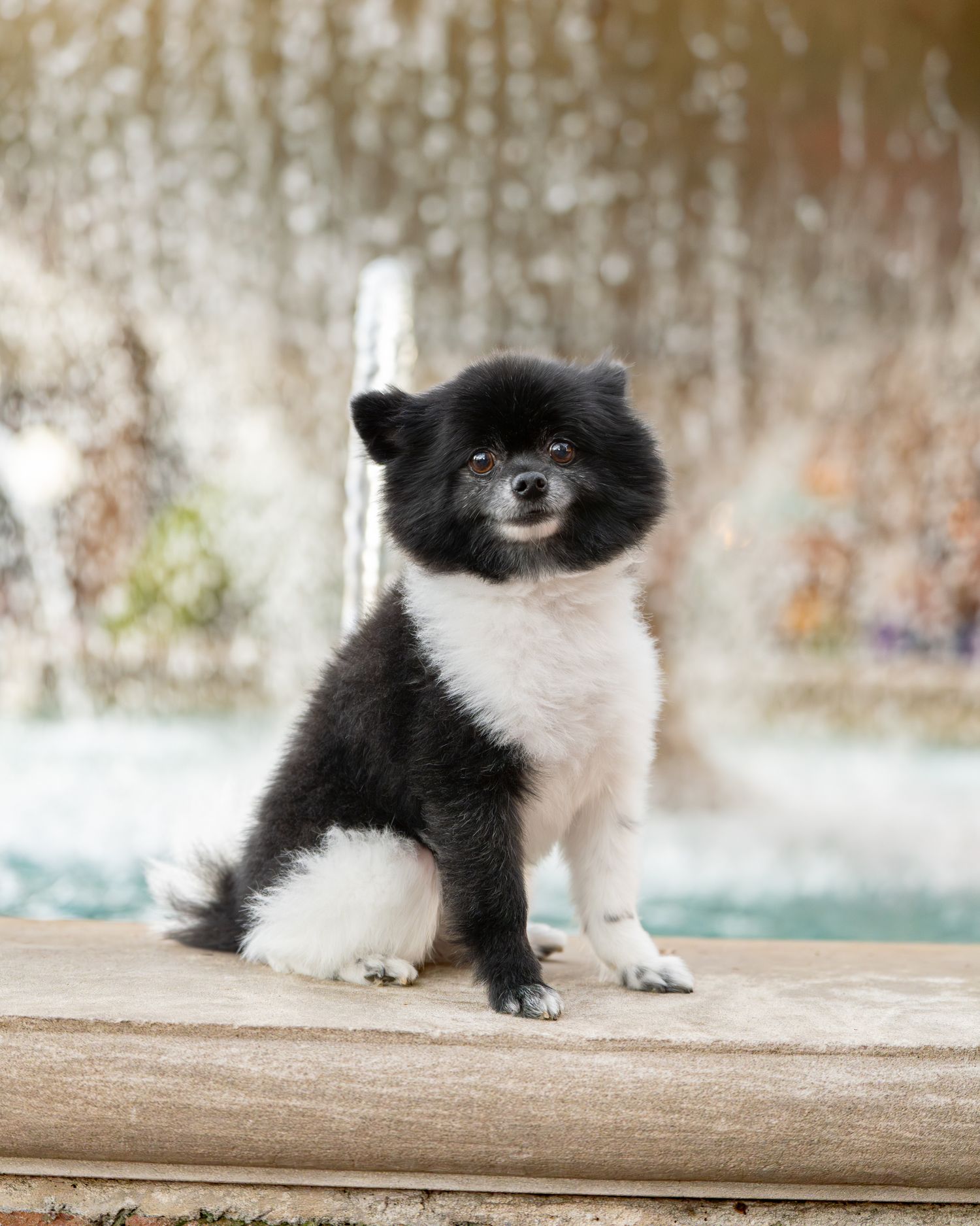 Katie Ziegler Photography. Huntsville, Alabama. Pet Photographer. Pomeranian dog, providence al