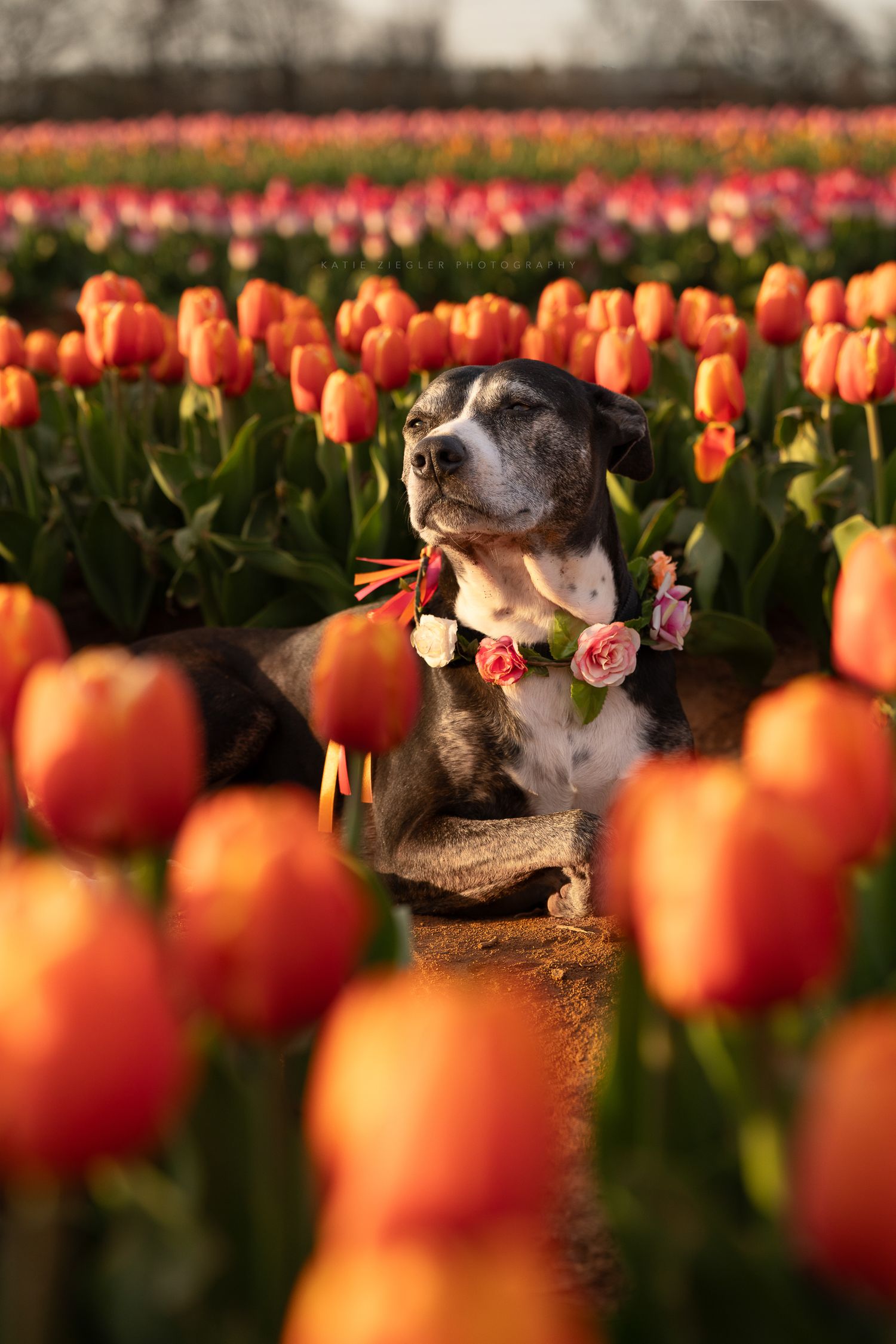 Katie Ziegler Photography. Huntsville, Alabama. Pet Photographer. Tulip field Farm Pet Portraits