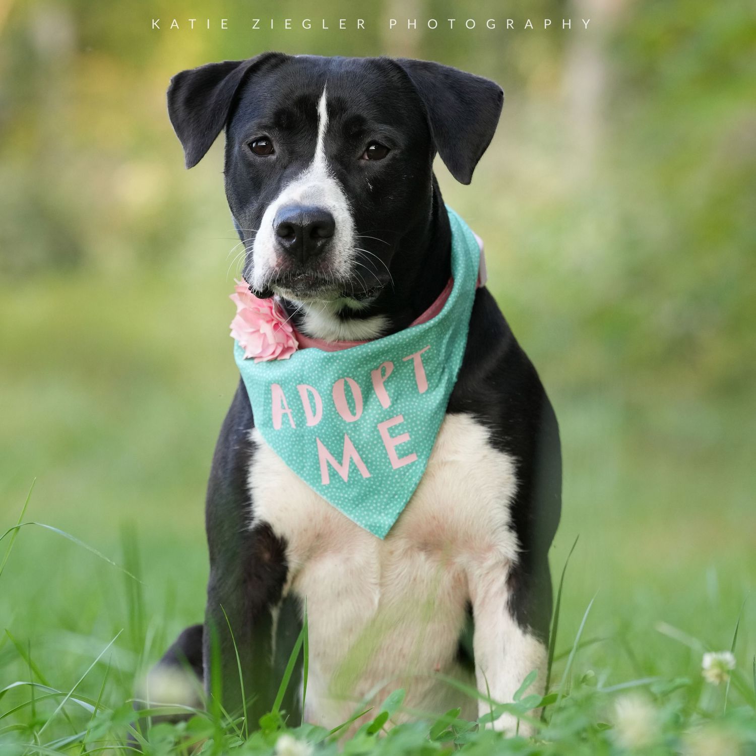 Katie Ziegler Photography. Huntsville, Alabama. Pet Photographer. Supporting local rescues and shelters. Homeless pet Photographer.