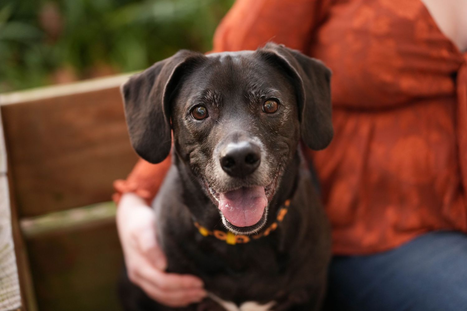 Katie Ziegler Photography. Huntsville, Alabama. Pet Photographer.