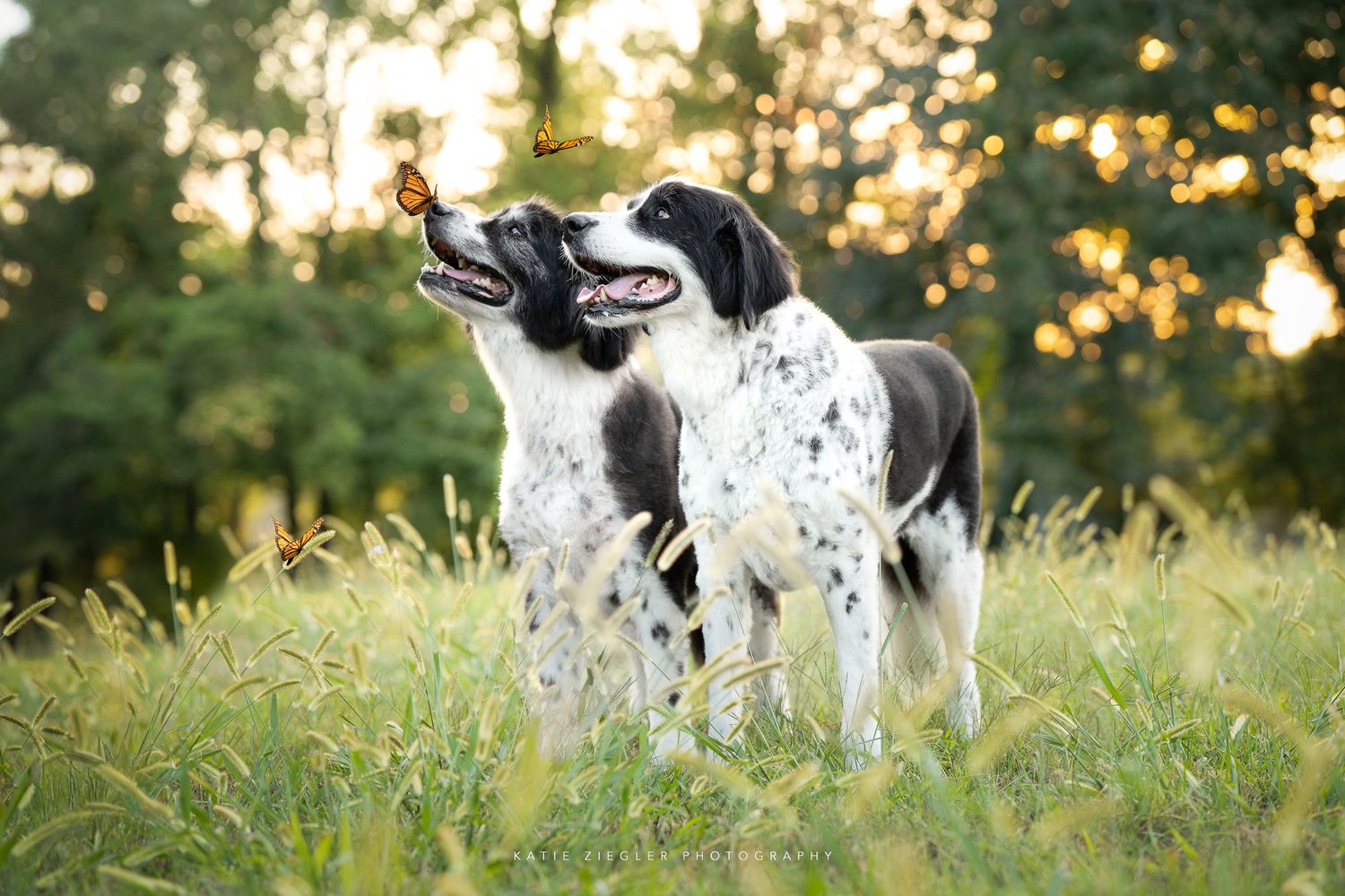 Katie Ziegler Photography. Huntsville, Alabama. Pet Photographer. summer pet portraits