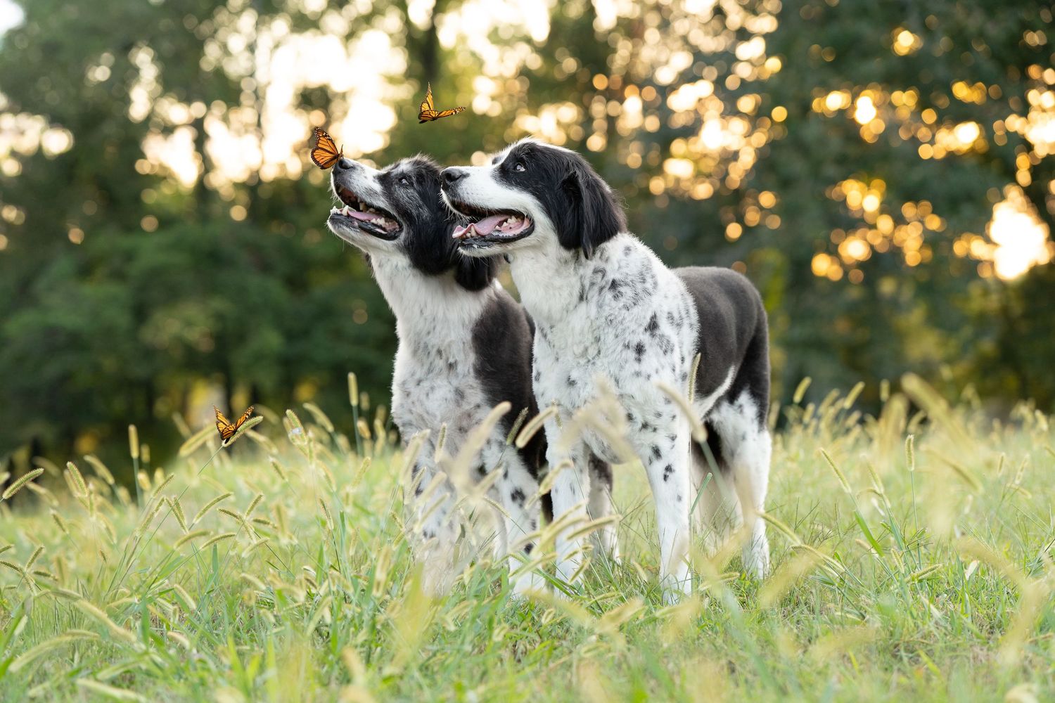 Katie Ziegler Photography. Huntsville, Alabama. Pet Photographer.  great Pyrenees