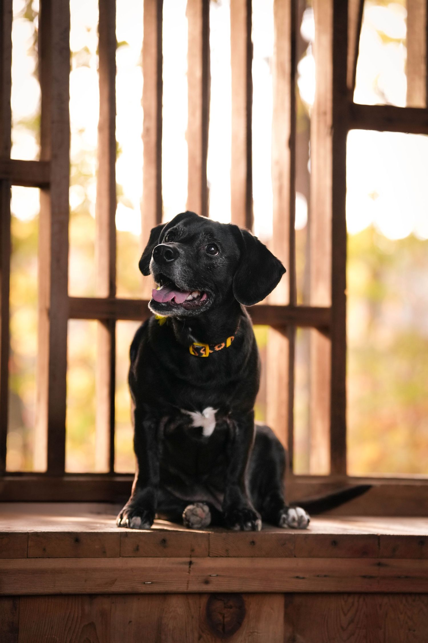 Katie Ziegler Photography. Huntsville, Alabama. Pet Photographer.