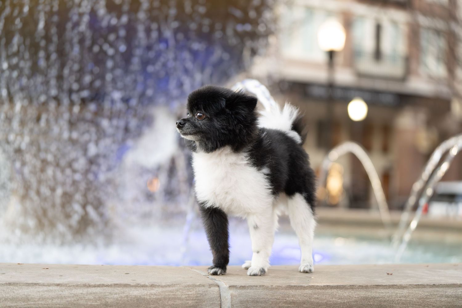 Katie Ziegler Photography. Huntsville, Alabama. Pet Photographer. Pomeranian dog