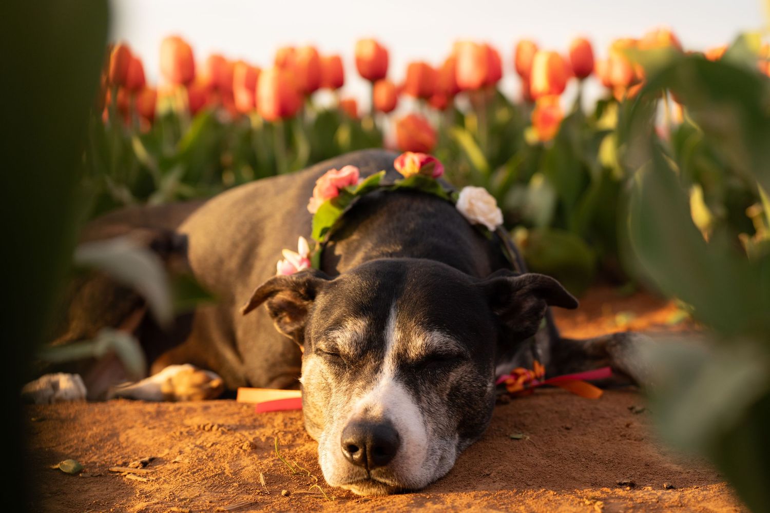 Katie Ziegler Photography. Huntsville, Alabama. Pet Photographer. sunflower field Pet Portraits