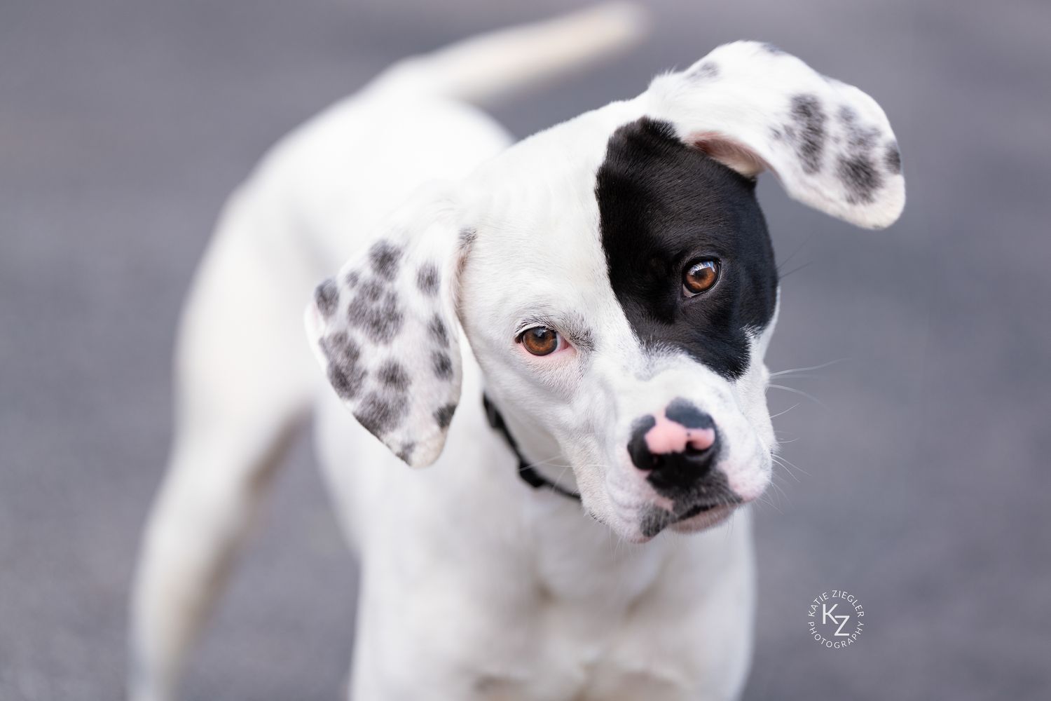 Katie Ziegler Photography. Huntsville, Alabama. Pet Photographer.