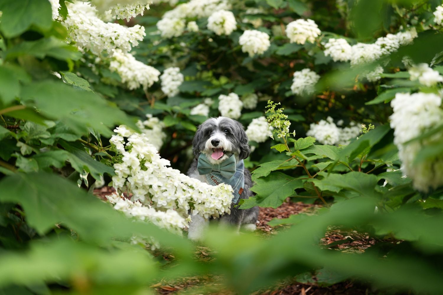 Katie Ziegler Photography. Huntsville, Alabama. Pet Photographer. decatur al rose garden