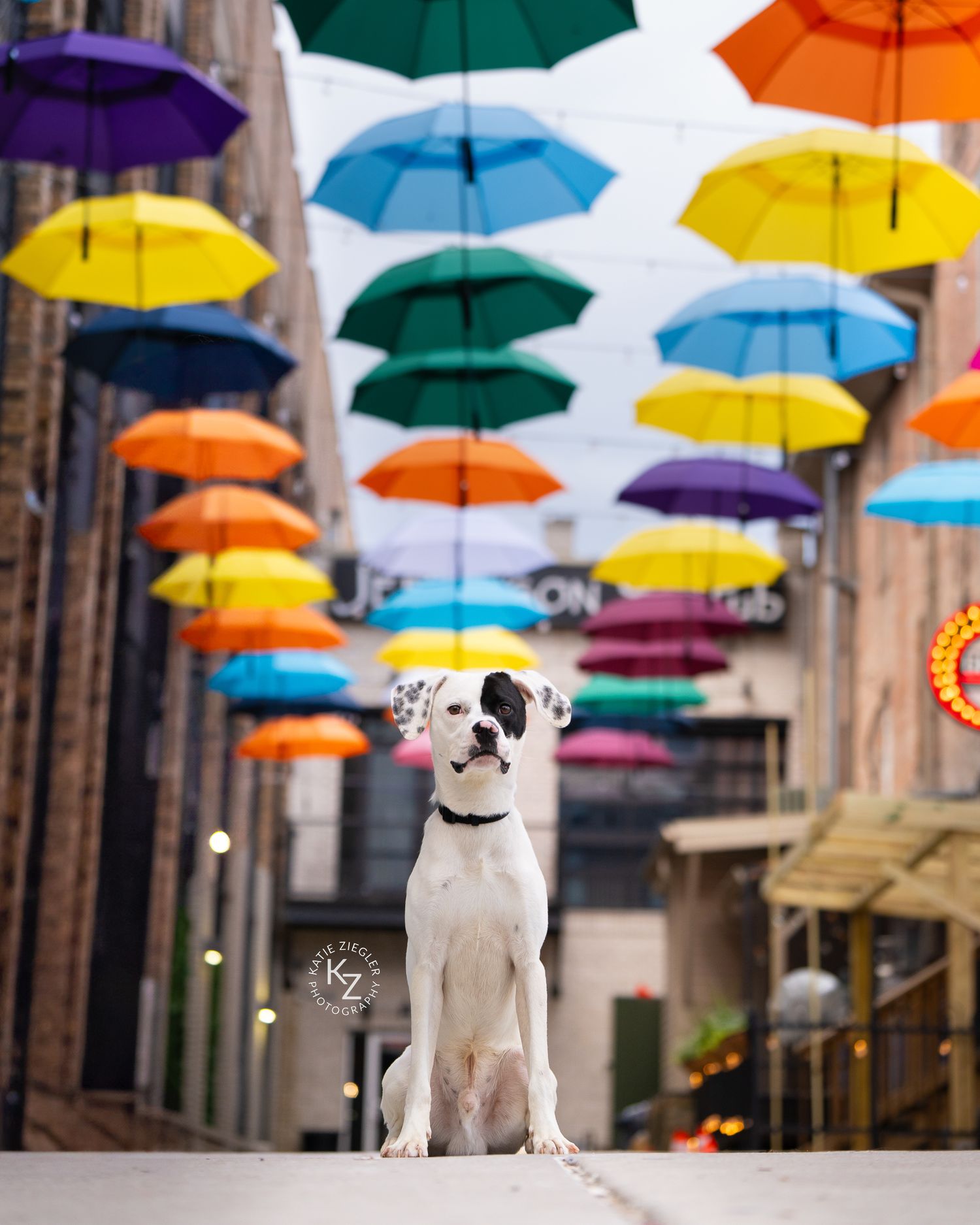 Katie Ziegler Photography. Huntsville, Alabama. Pet Photographer. downtown Huntsville umbrella alley