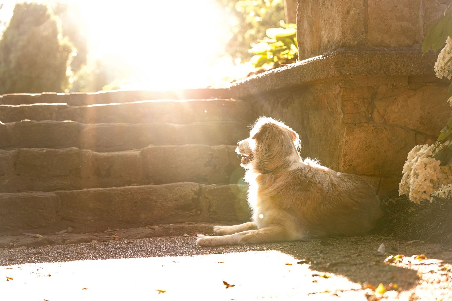 Katie Ziegler Photography. Huntsville, Alabama. Pet Photographer. Decatur Alabama, Delano Park, Rose Garden.