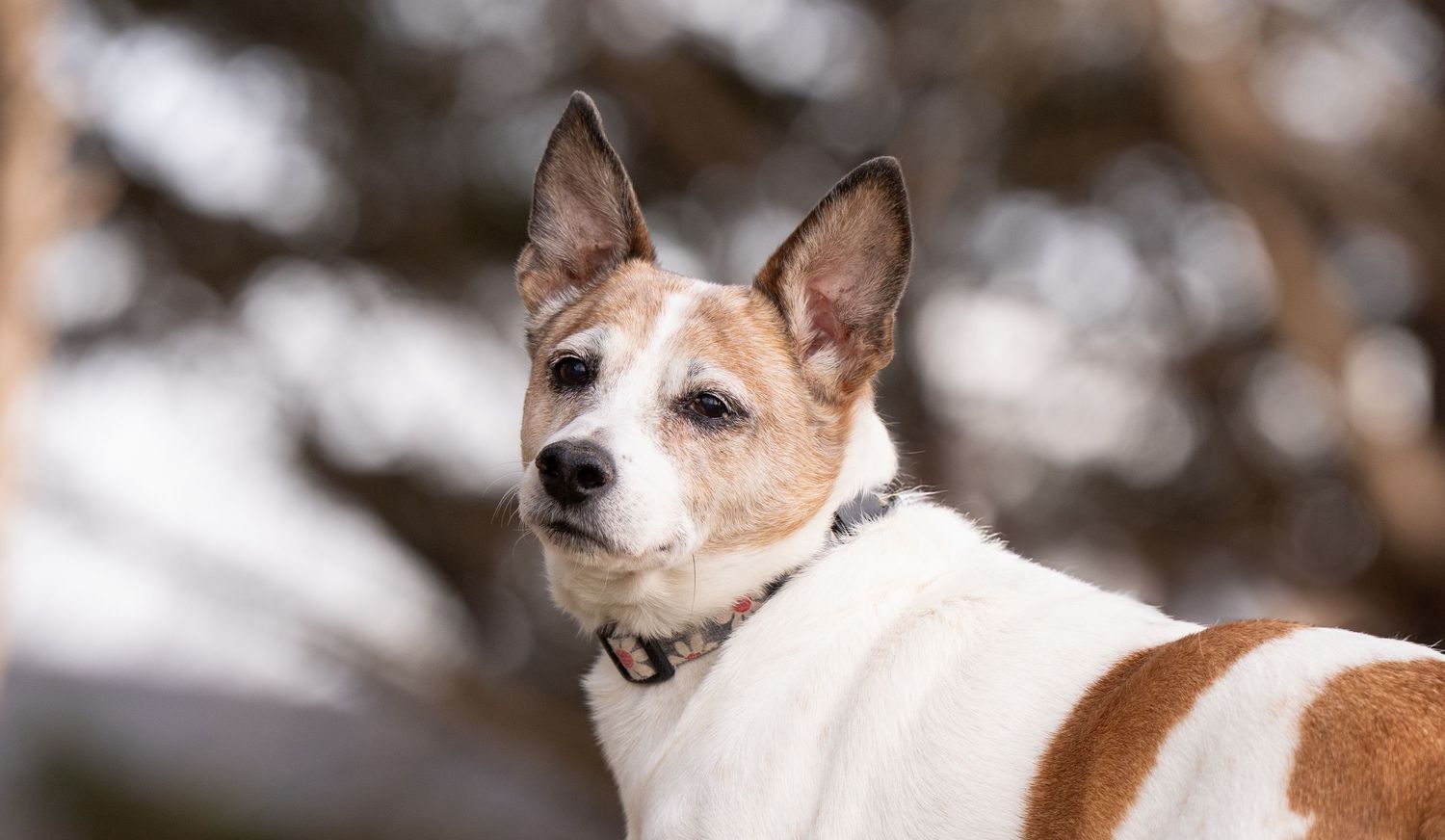 Katie Ziegler Photography. Huntsville, Alabama. Pet Photographer.