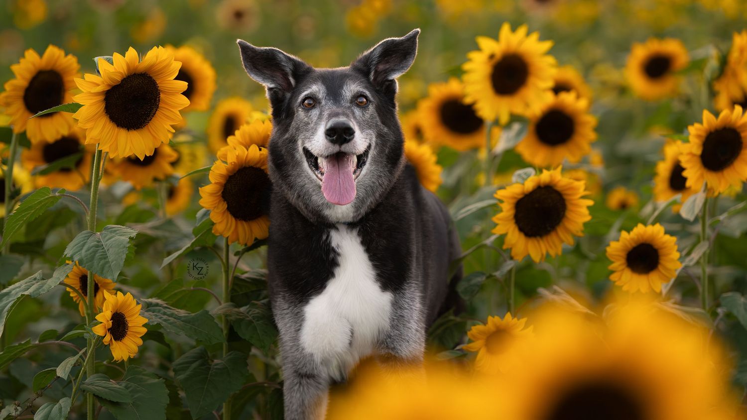 Katie Ziegler Photography. Huntsville, Alabama. Pet Photographer. sunflower field Pet Portraits