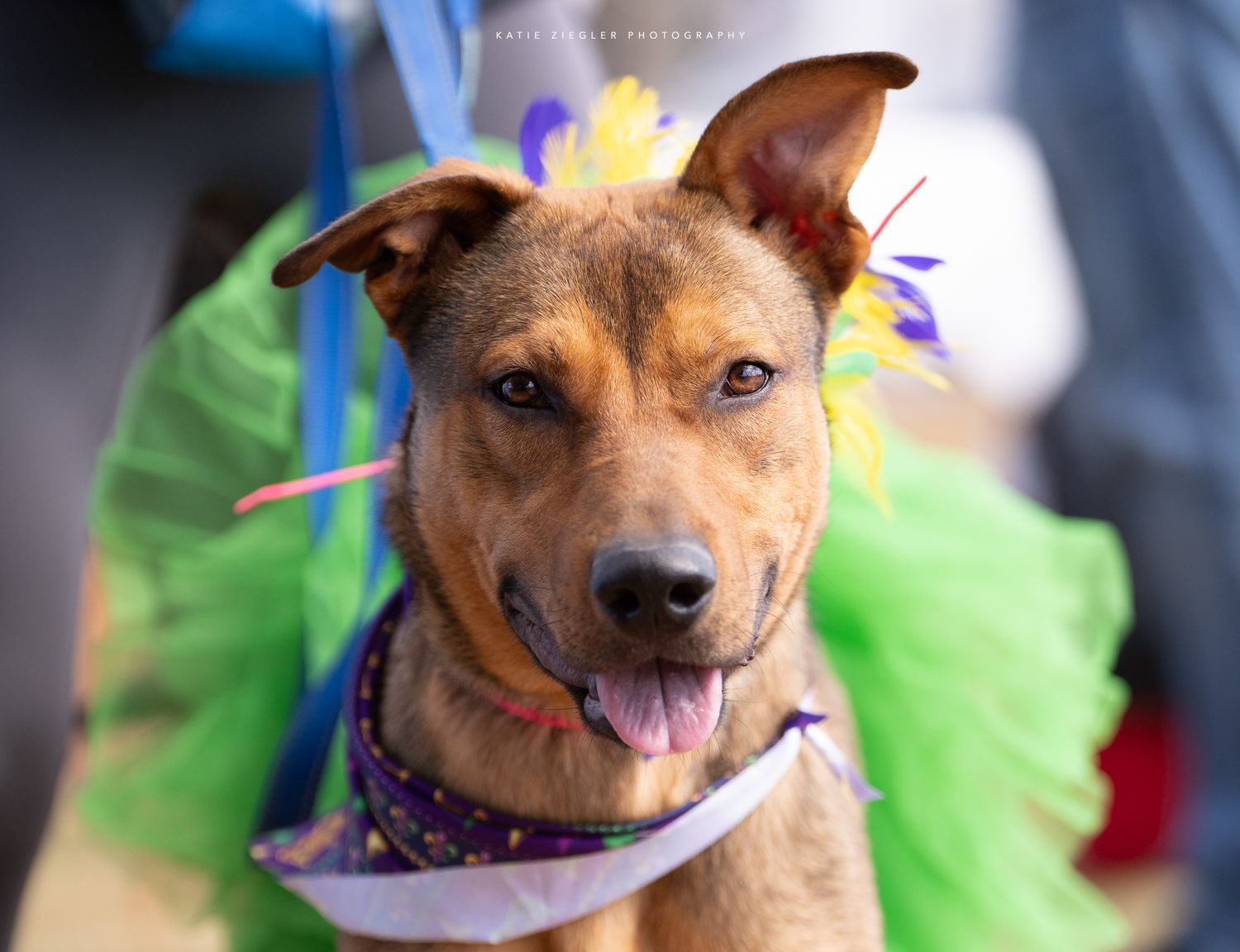 Katie Ziegler Photography. Huntsville, Alabama. Pet Photographer.