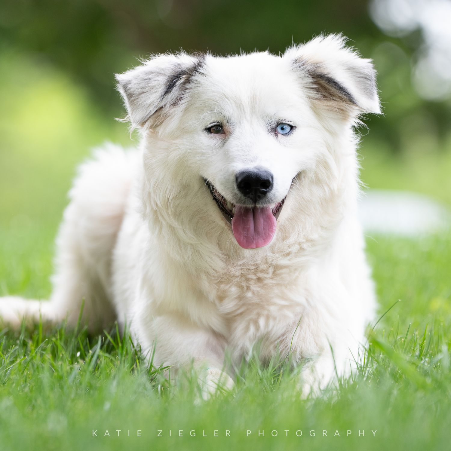 Katie Ziegler Photography. Huntsville, Alabama. Pet Photographer.