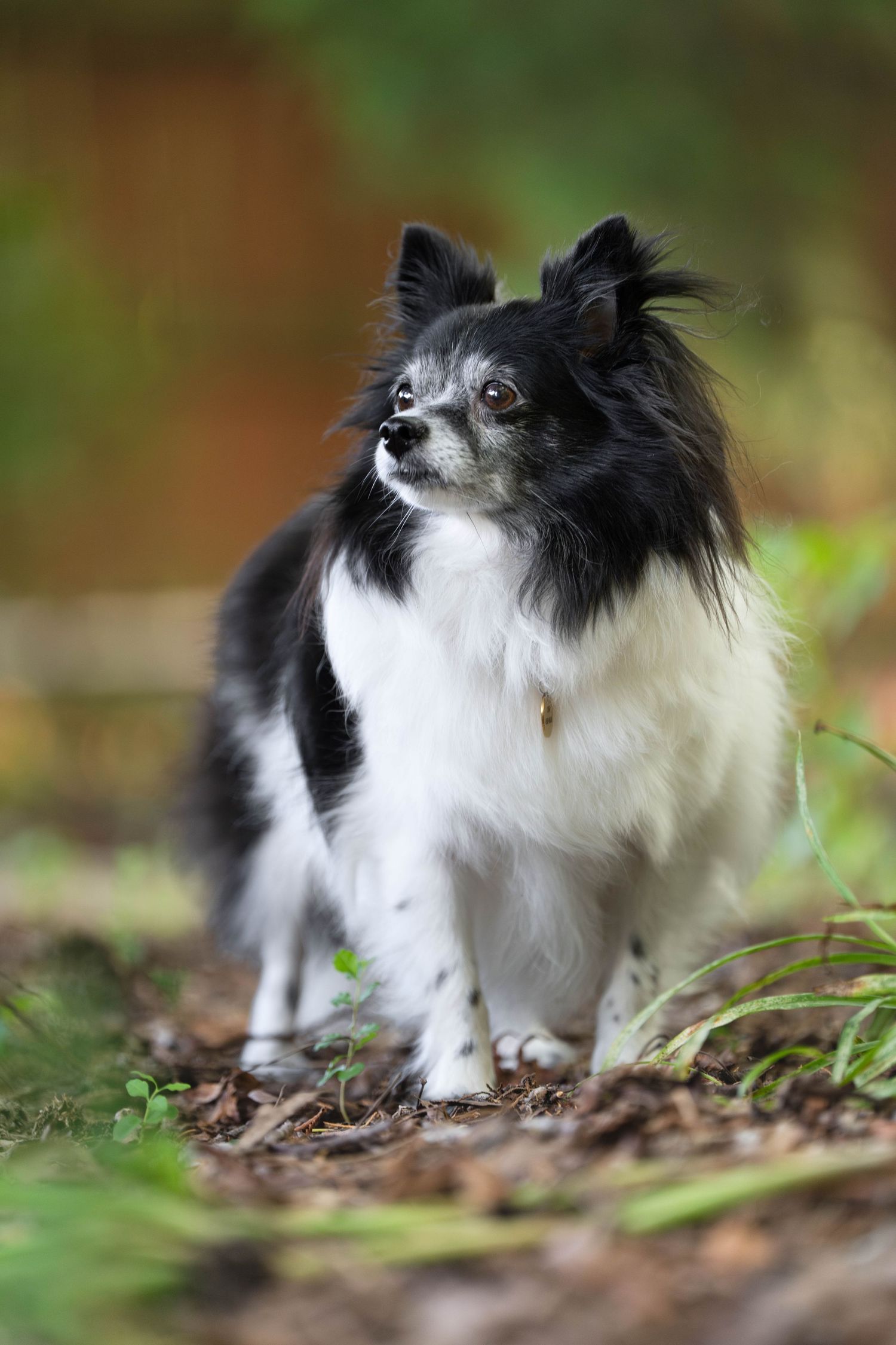 Katie Ziegler Photography. Huntsville, Alabama. Pet Photographer.