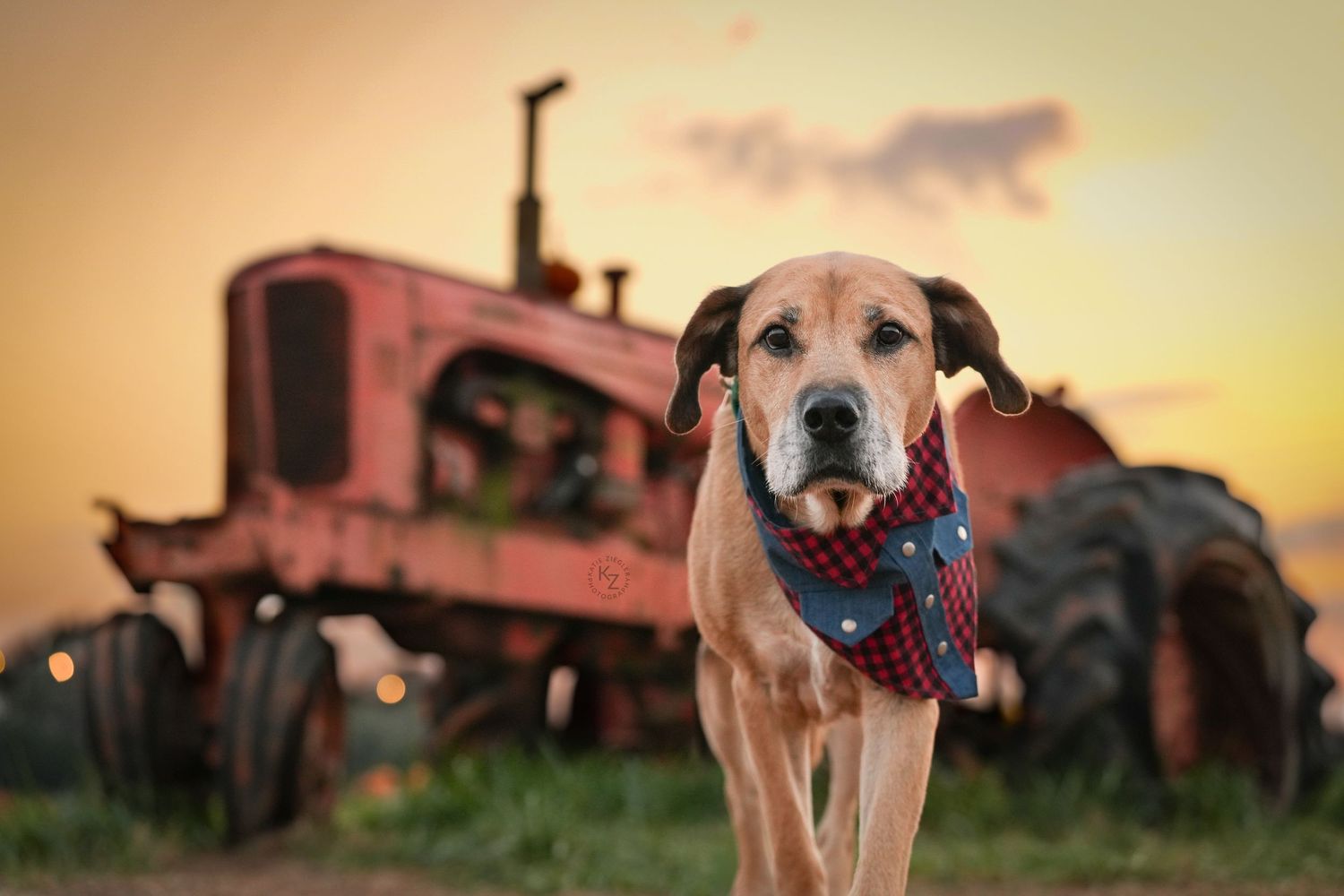 Katie Ziegler Photography. Huntsville, Alabama. Pet Photographer. sunflower field Pet Portraits