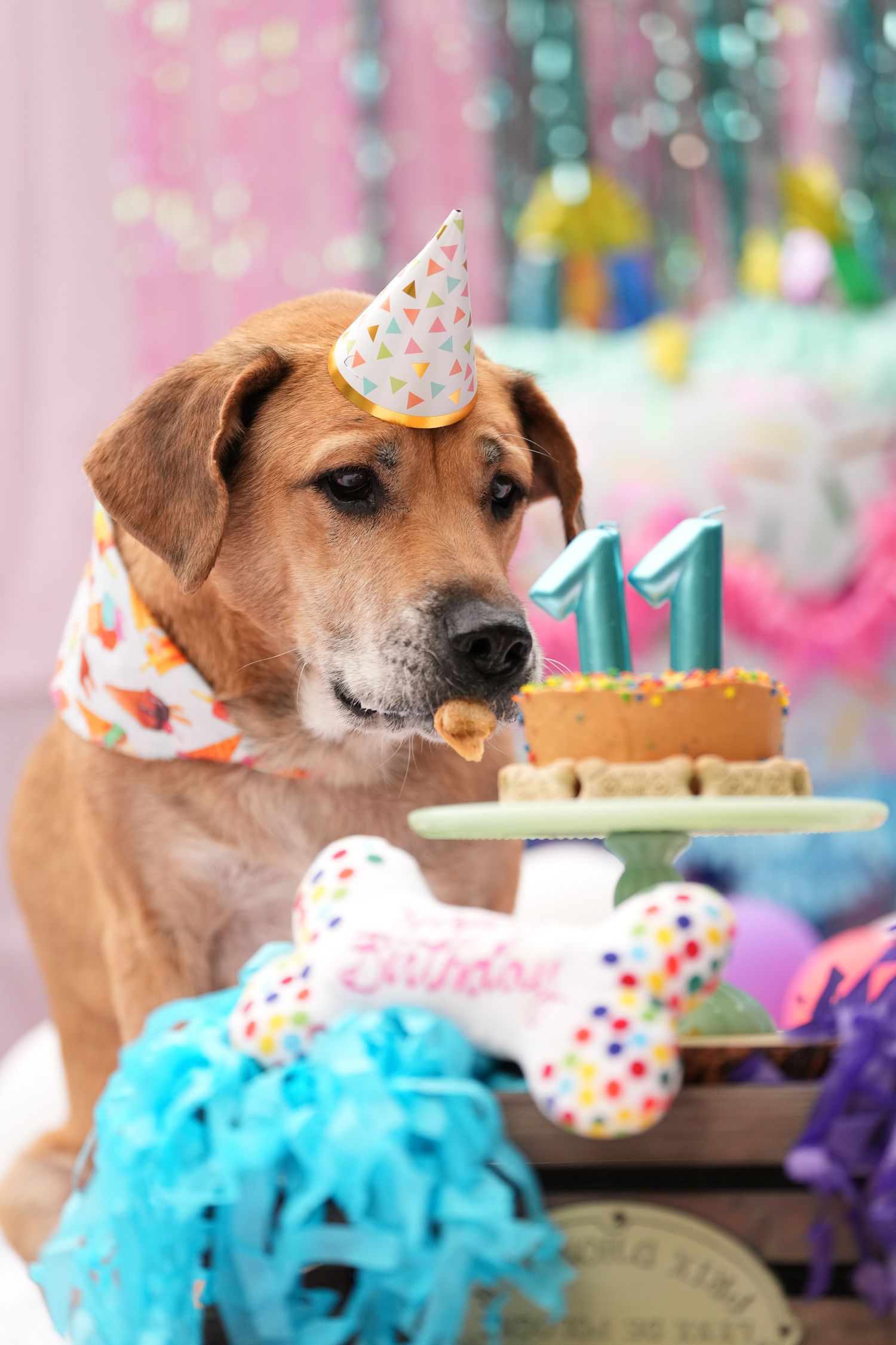 Katie Ziegler Photography. Huntsville, Alabama. Pet Photographer. birthday pawty, dog birthday