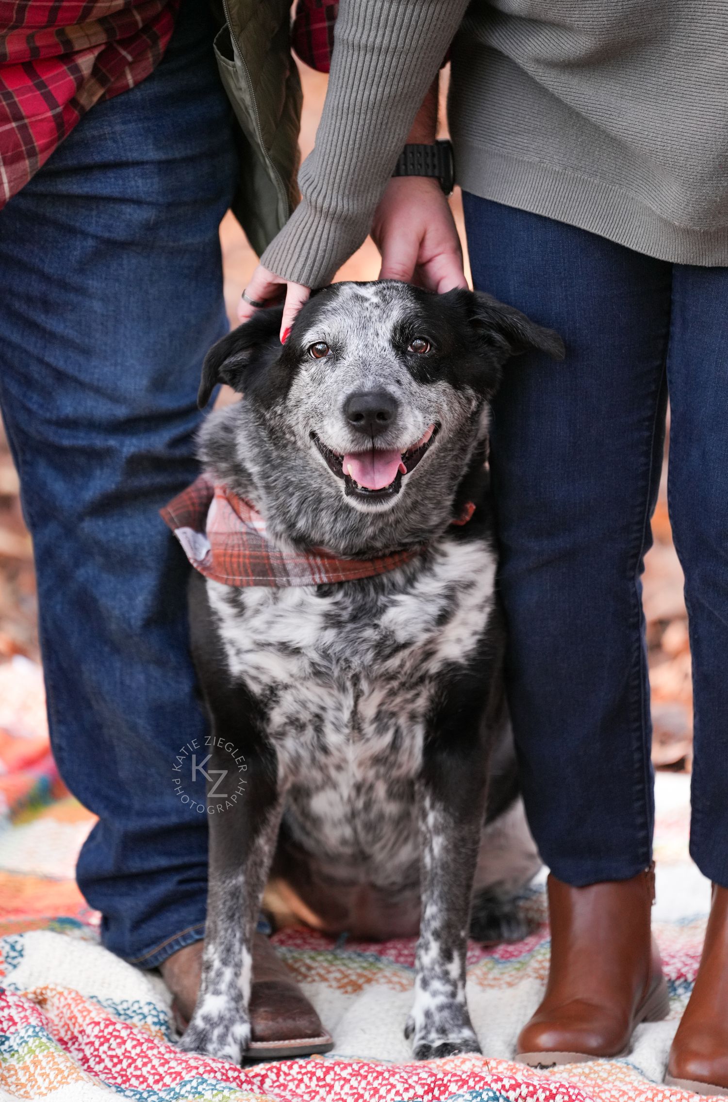 Katie Ziegler Photography. Huntsville, Alabama. Pet and Family Photographer. Fall photos. Australian Cattle Dog, blue Heeler, rescue dog.