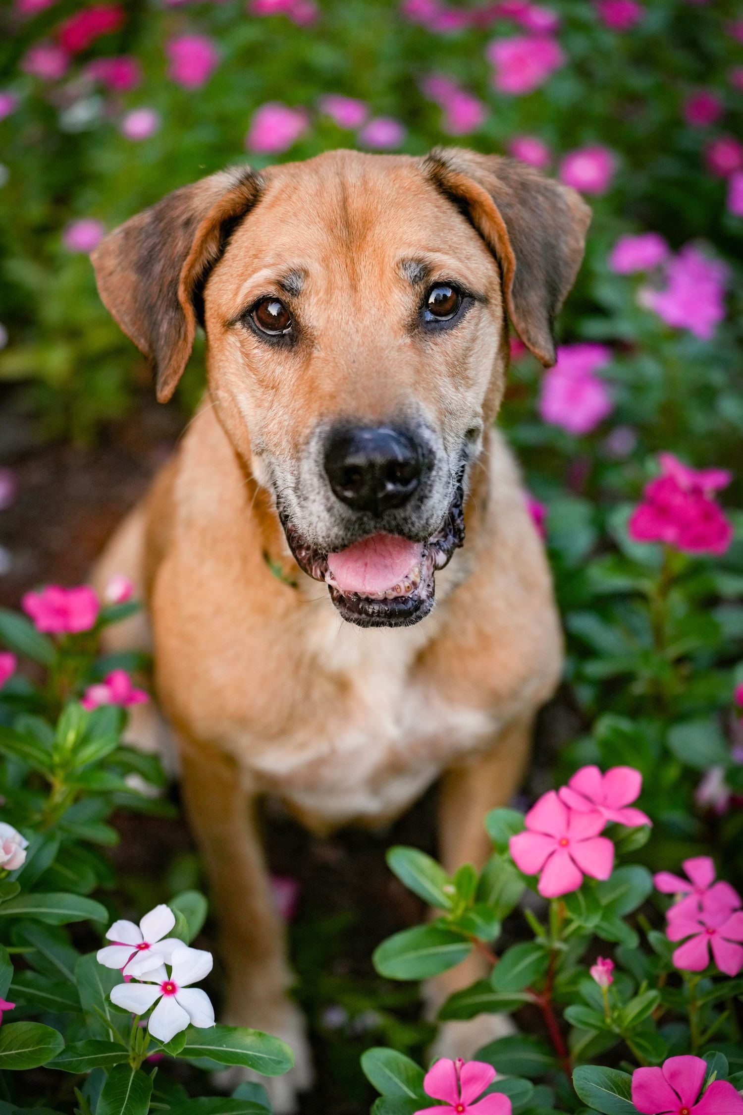 Katie Ziegler Photography. Huntsville, Alabama. Pet Photographer. pet in flower garden