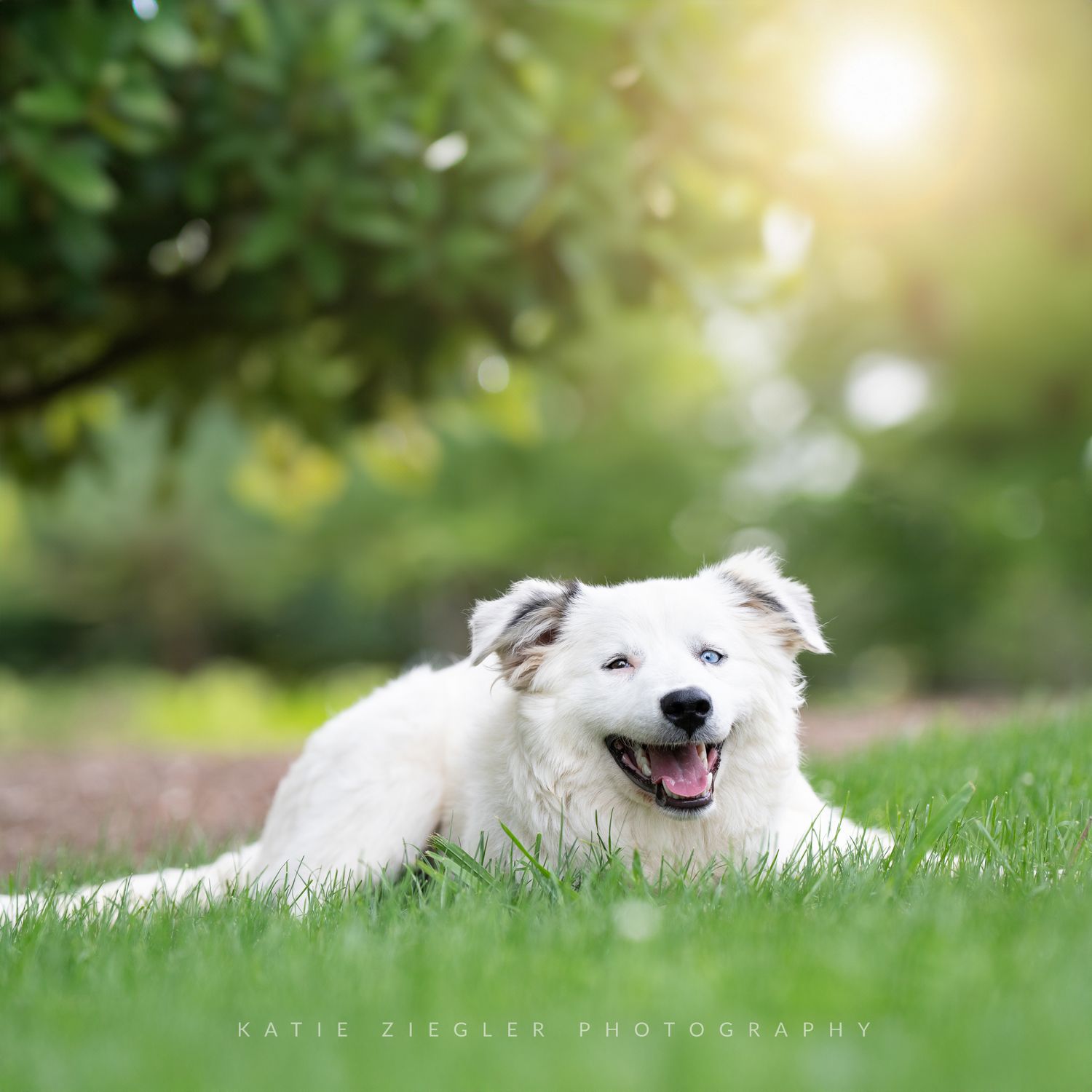 Katie Ziegler Photography. Huntsville, Alabama. Pet Photographer.