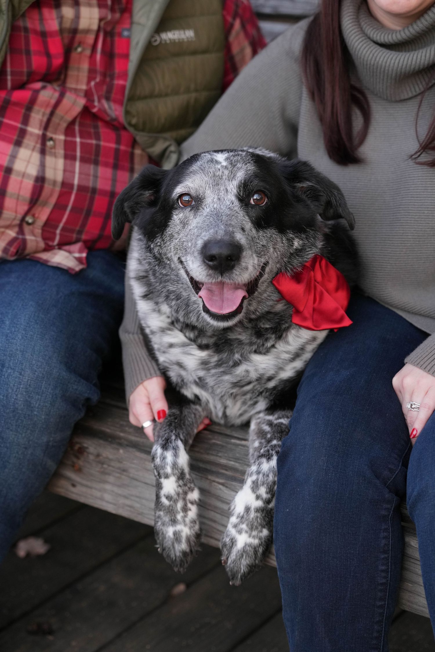 Katie Ziegler Photography. Huntsville, Alabama. Pet Photographer.
