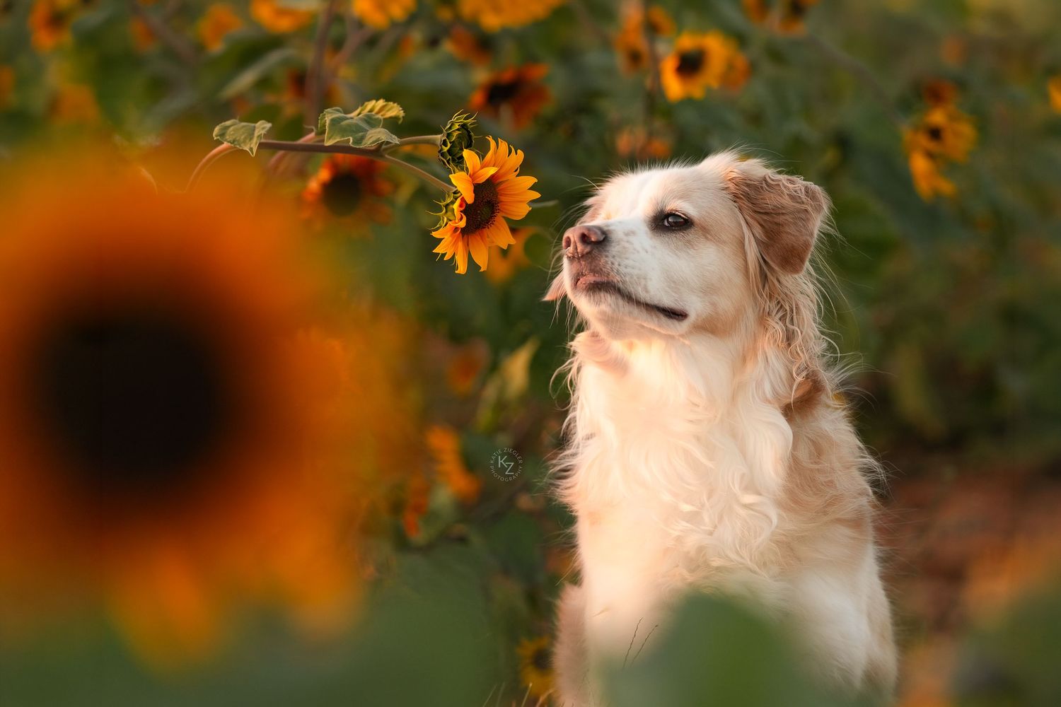 Katie Ziegler Photography. Huntsville, Alabama. Pet Photographer. sunflower field Pet Portraits
