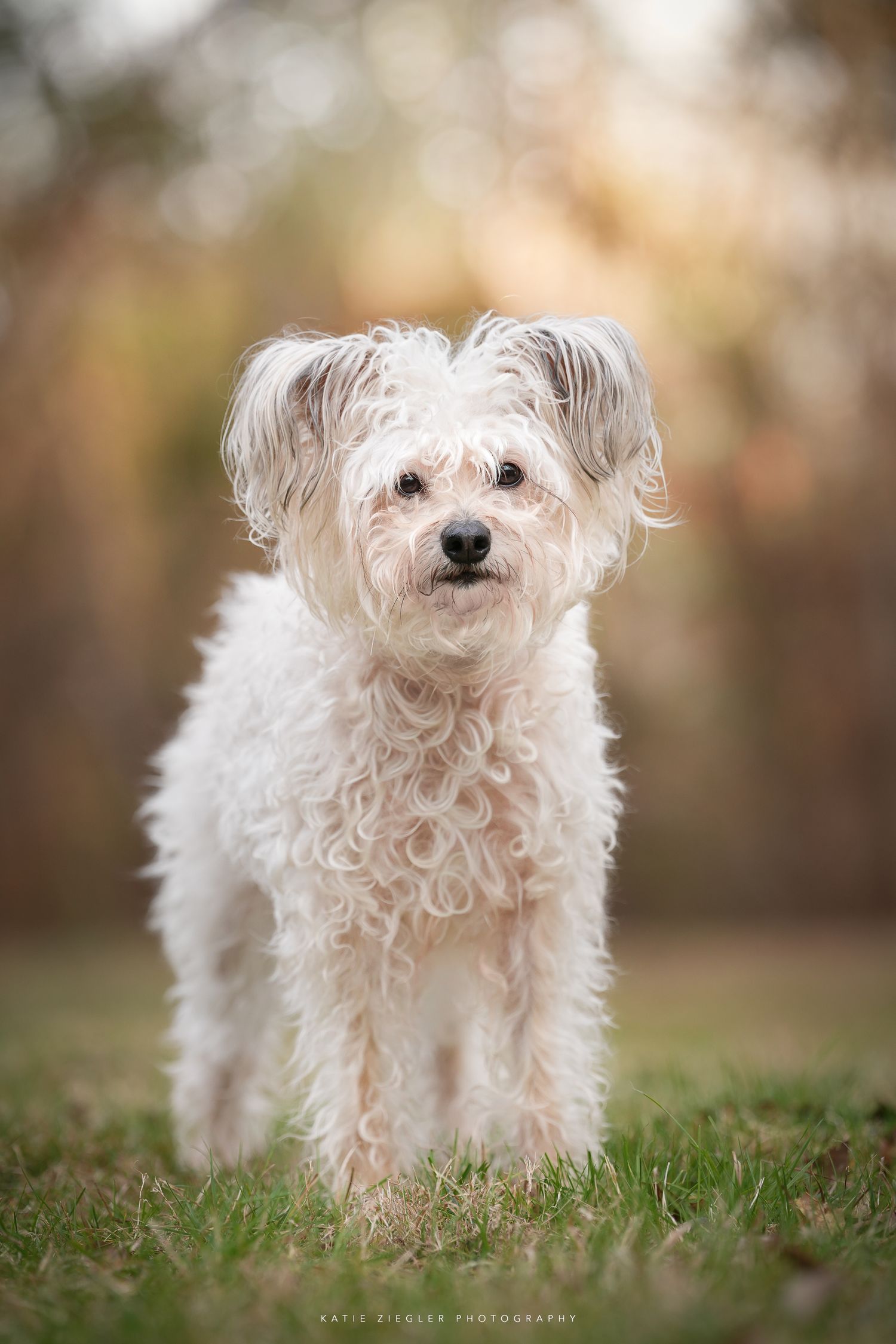 Katie Ziegler Photography. Huntsville, Alabama. Pet Photographer. senior pet portraits