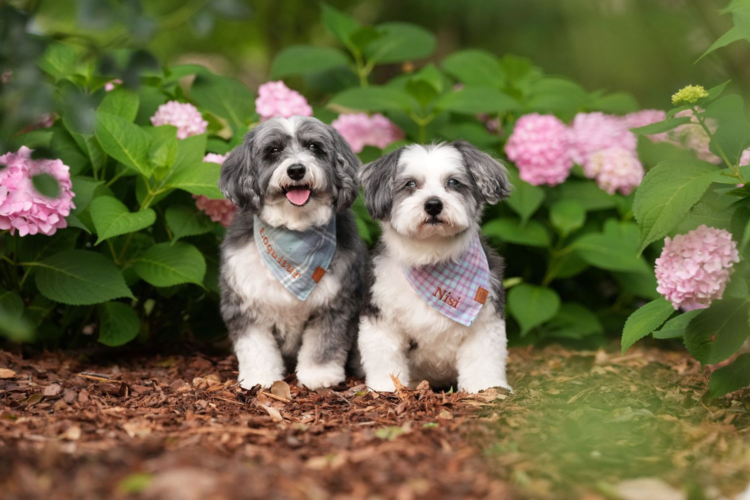 Katie Ziegler Photography. Huntsville, Alabama. Pet Photographer. summer pet portraits