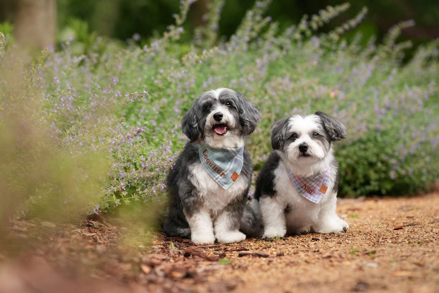 Katie Ziegler Photography. Huntsville, Alabama. Pet Photographer. summer pet portraits