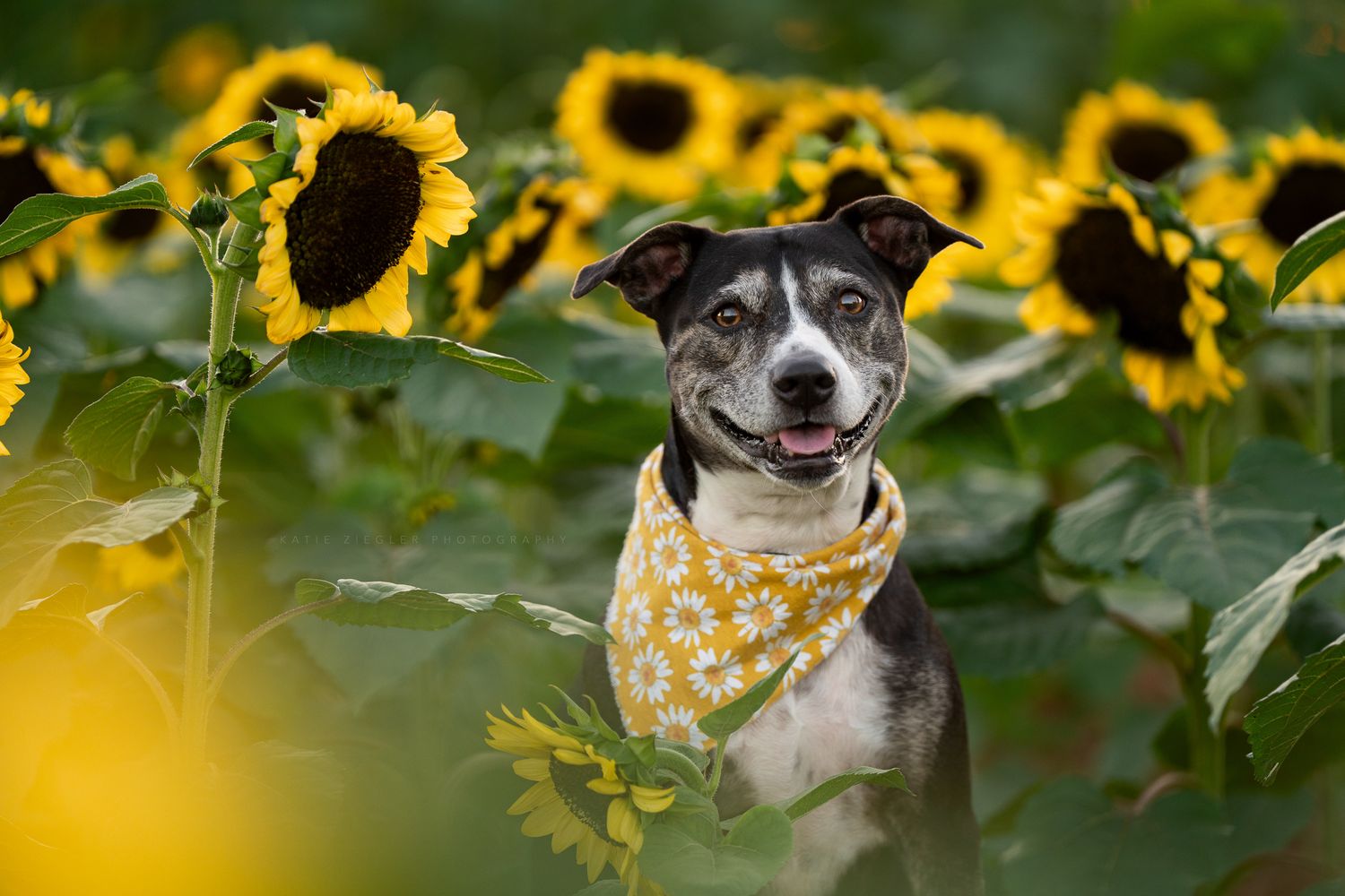 Katie Ziegler Photography. Huntsville, Alabama. Pet Photographer. sunflower field Pet Portraits