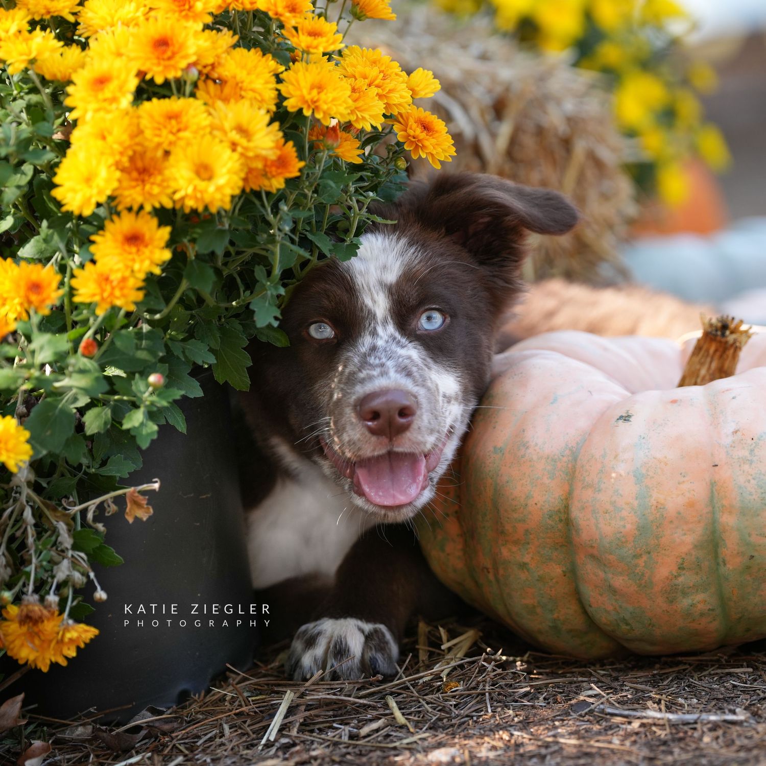 Katie Ziegler Photography. Huntsville, Alabama. Pet Photographer. Supporting local rescues and shelters. Homeless pet Photographer.