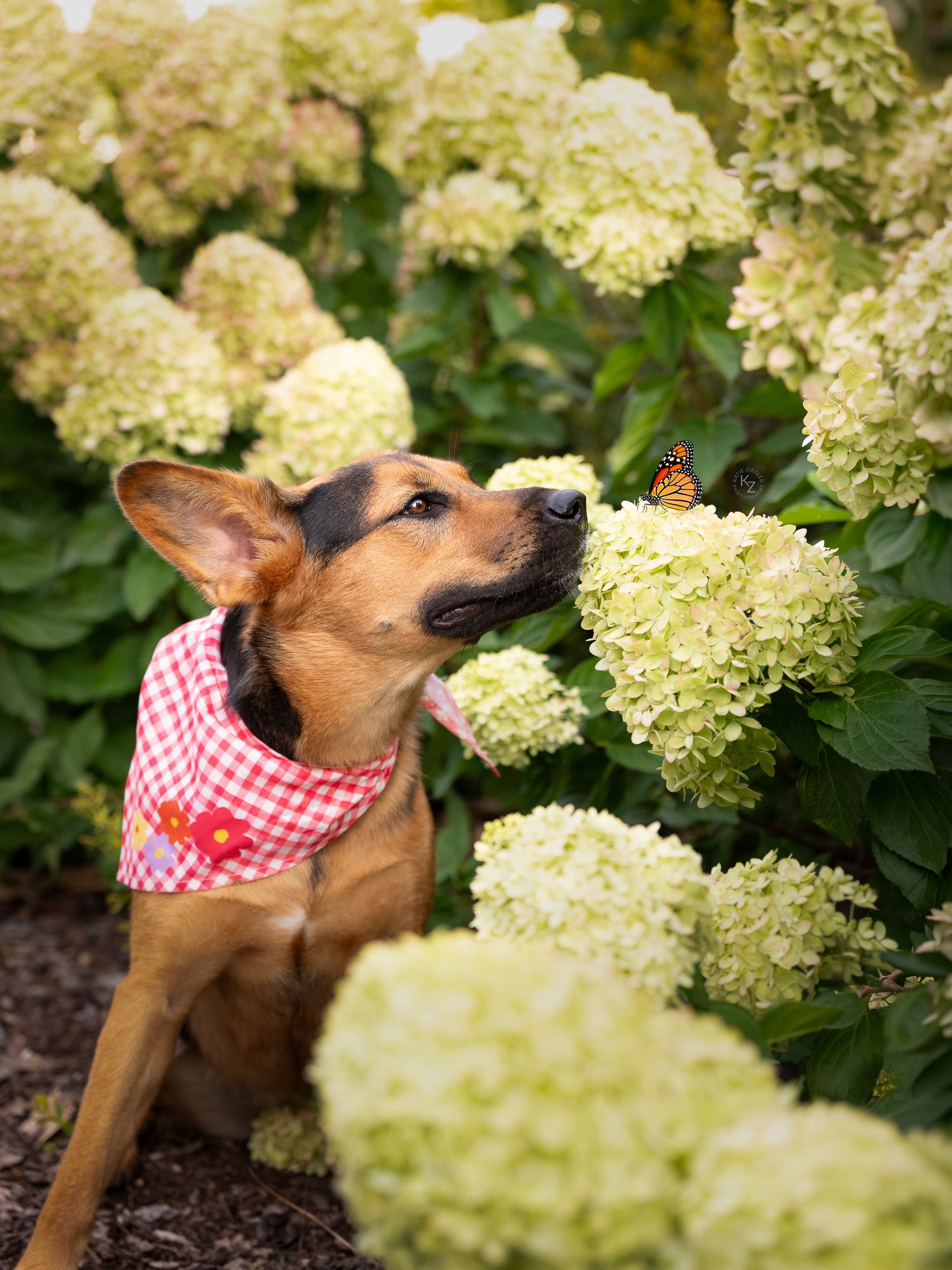 Katie Ziegler Photography. Huntsville, Alabama. Pet Photographer. summer pet portraits, garden