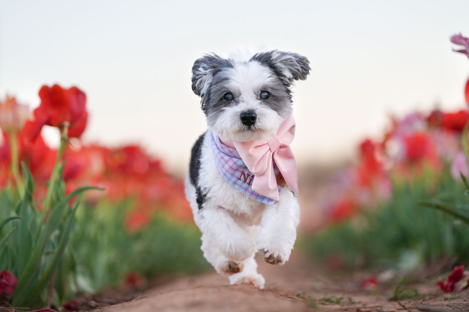 Katie Ziegler Photography. Huntsville, Alabama. Pet Photographer. Tulip Farm Pet Portraits